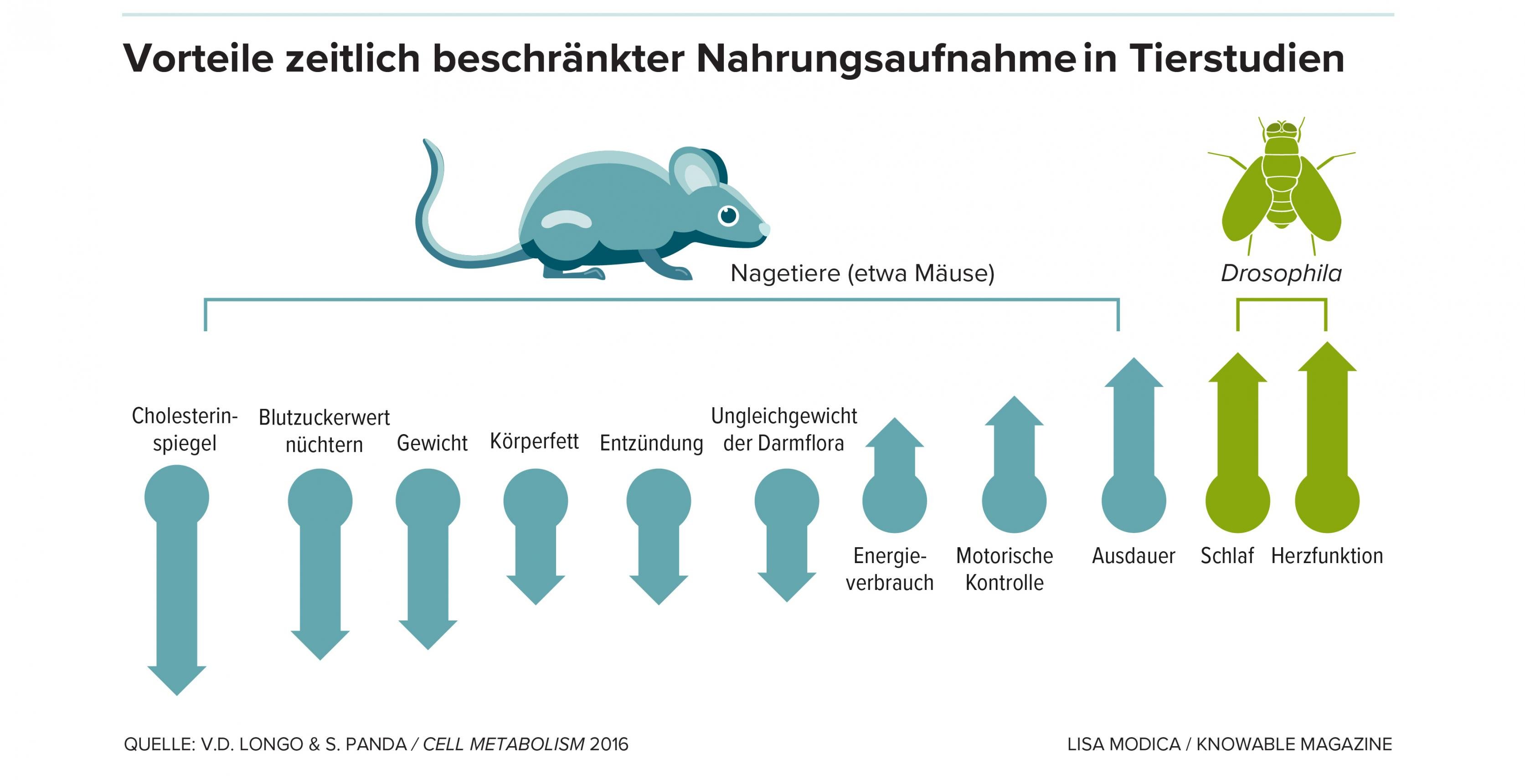 Vorteile zeitlich beschränkter Nahrungsaufnahme in Tierstudien