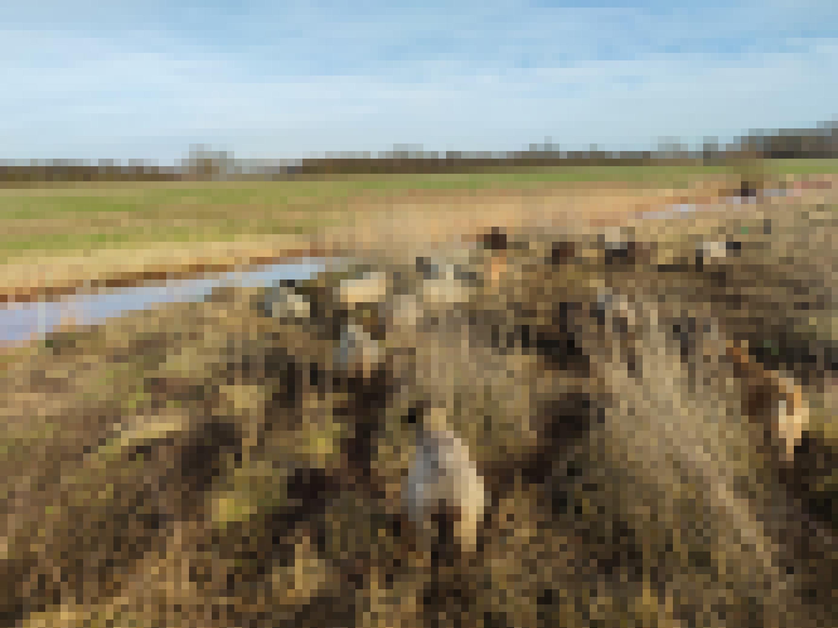 Eine kleine Herde Landschafe zwischen hohen Gräsern in der Landschaft. Im Hintergrund ein Fluss. Die Farbe der Schaffelle harmoniert mit den trockenen Gräsern.