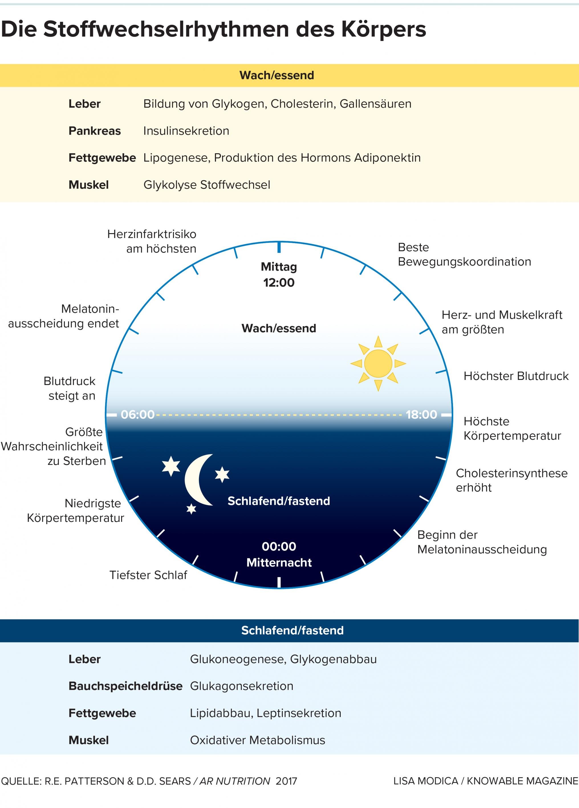 Die Stoffwechselrhythmen des Körpers