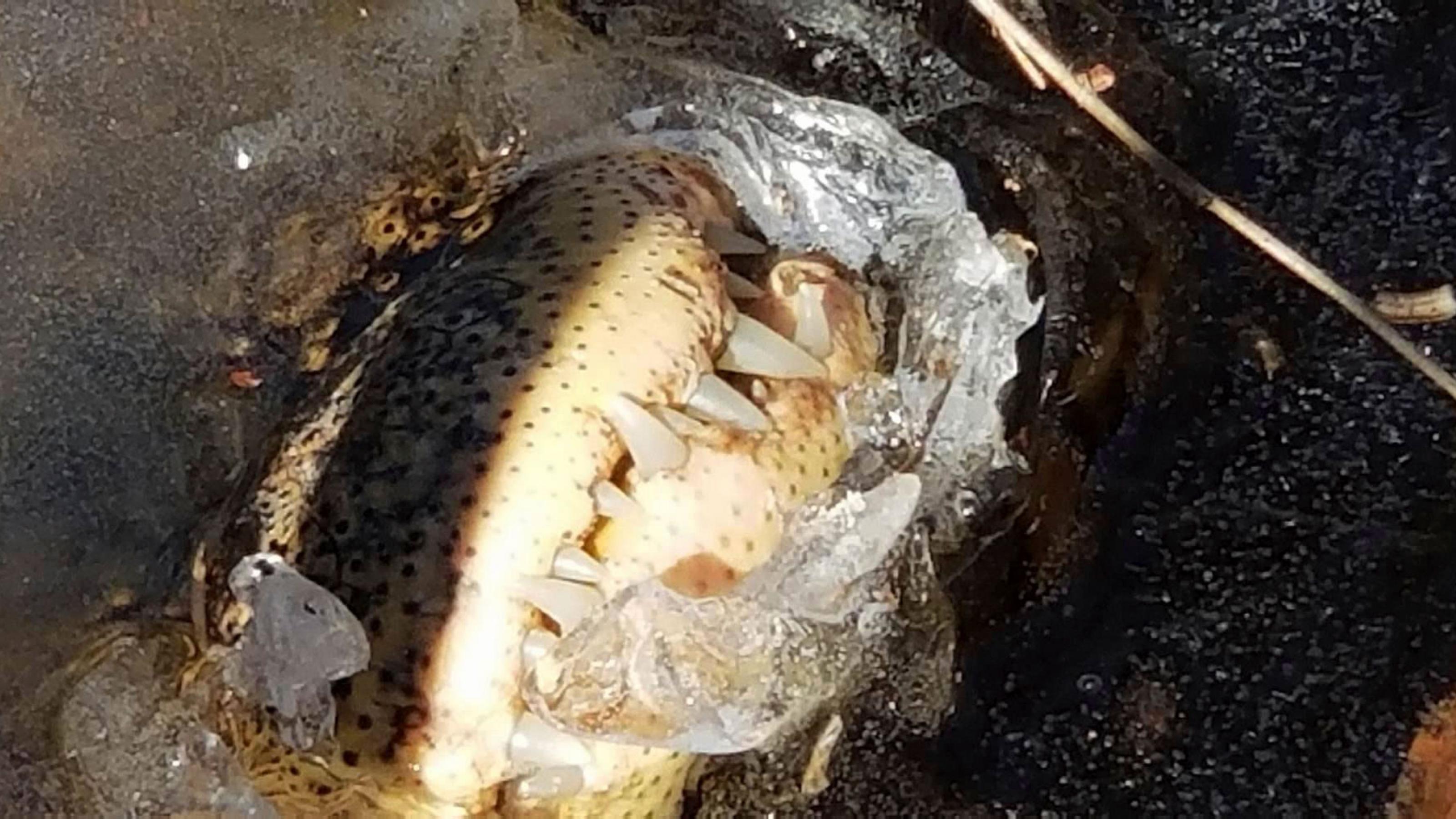 Die Schnauze eines Alligators ragt aus dem Eis eines Gewässers. Man sieht die mächtigen Zähne des Ober- und Unterkiefers.