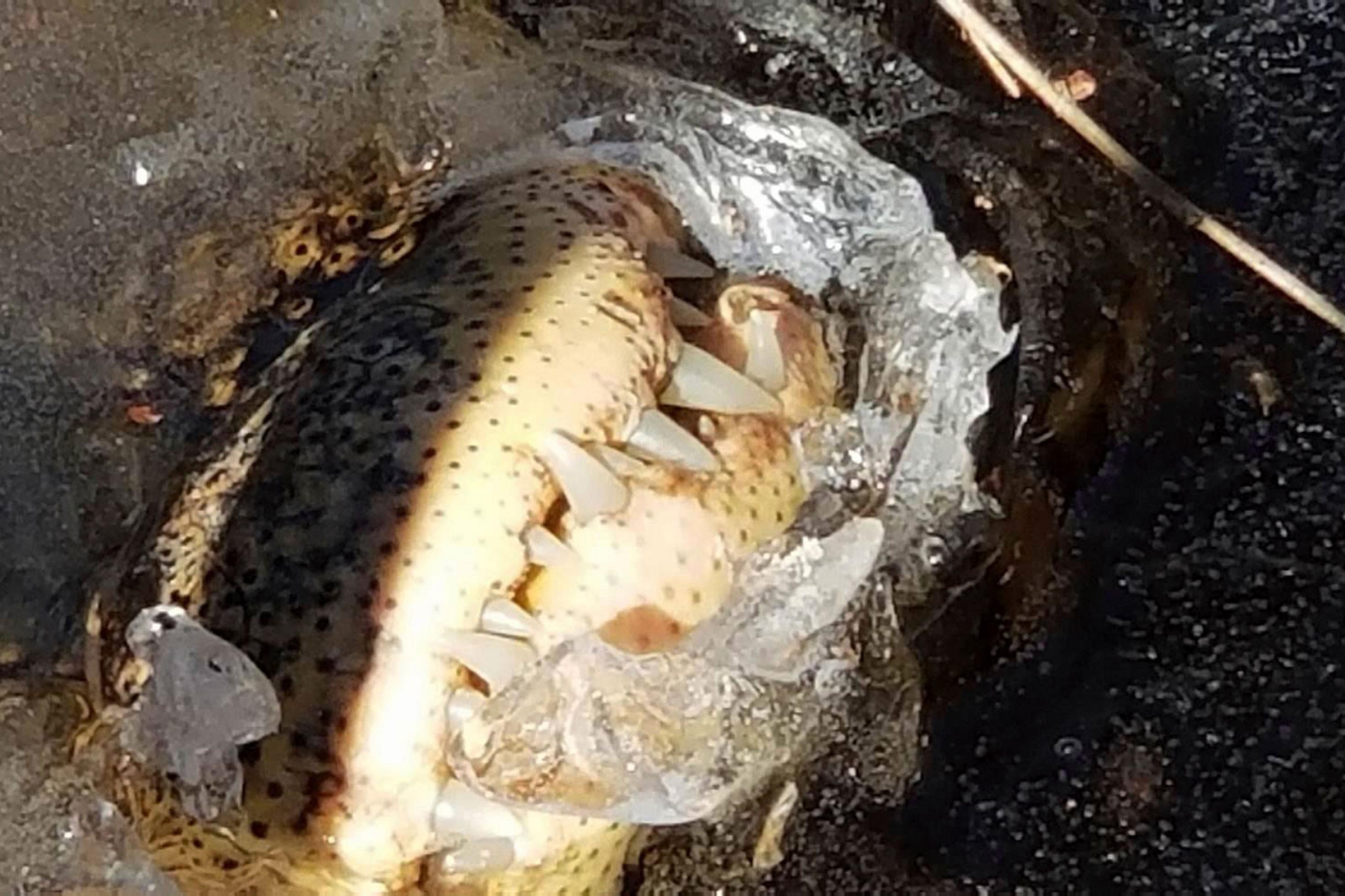 Die Schnauze eines Alligators ragt aus dem Eis eines Gewässers. Man sieht die mächtigen Zähne des Ober- und Unterkiefers.