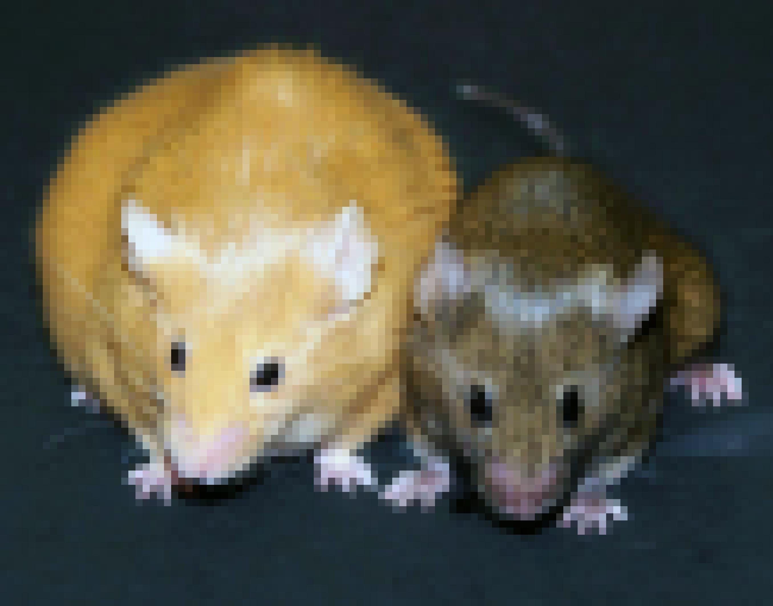 Eine dicke gelbe Maus neben einer schlanken braunen Maus.