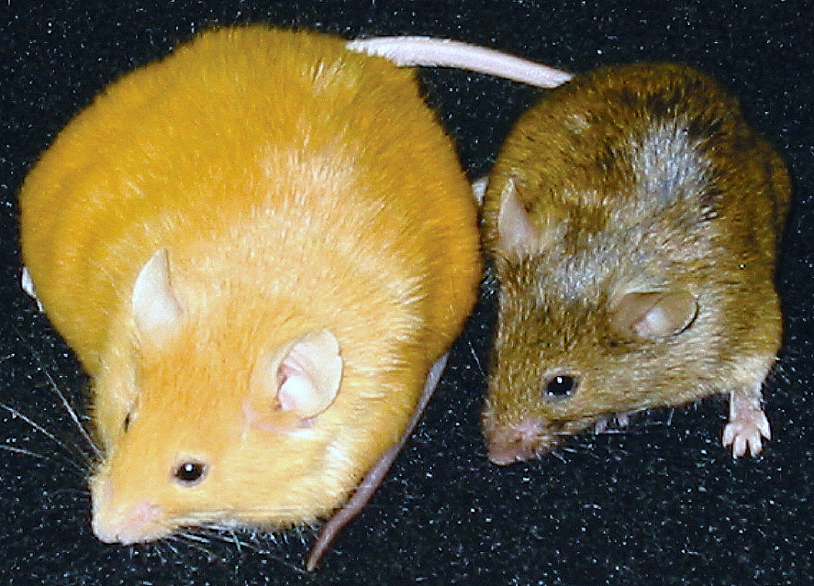 eine dicke gelbe Maus neben einer gewöhnlichen Maus