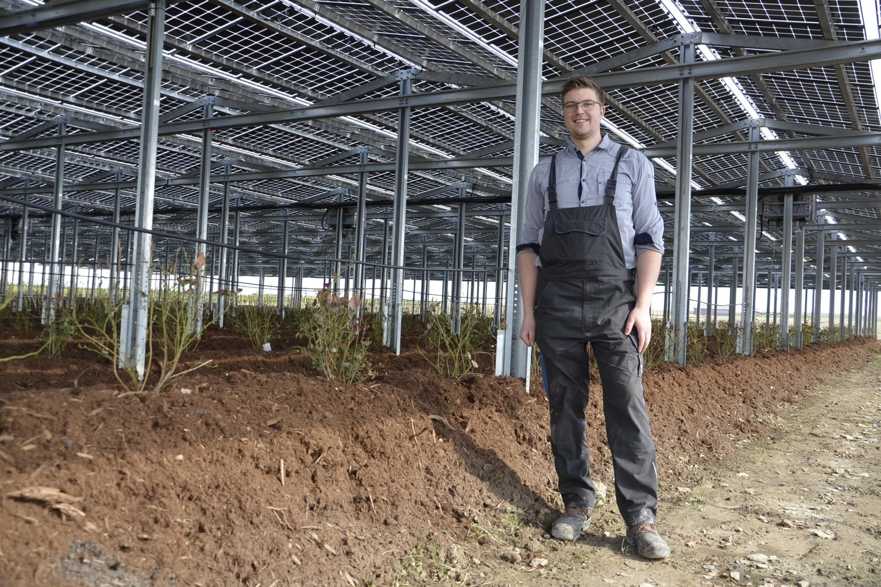 Landwirt Fabian Karthaus inmitten seiner Beerenplantage, die mit Photovoltaik-Modulen überdacht ist.