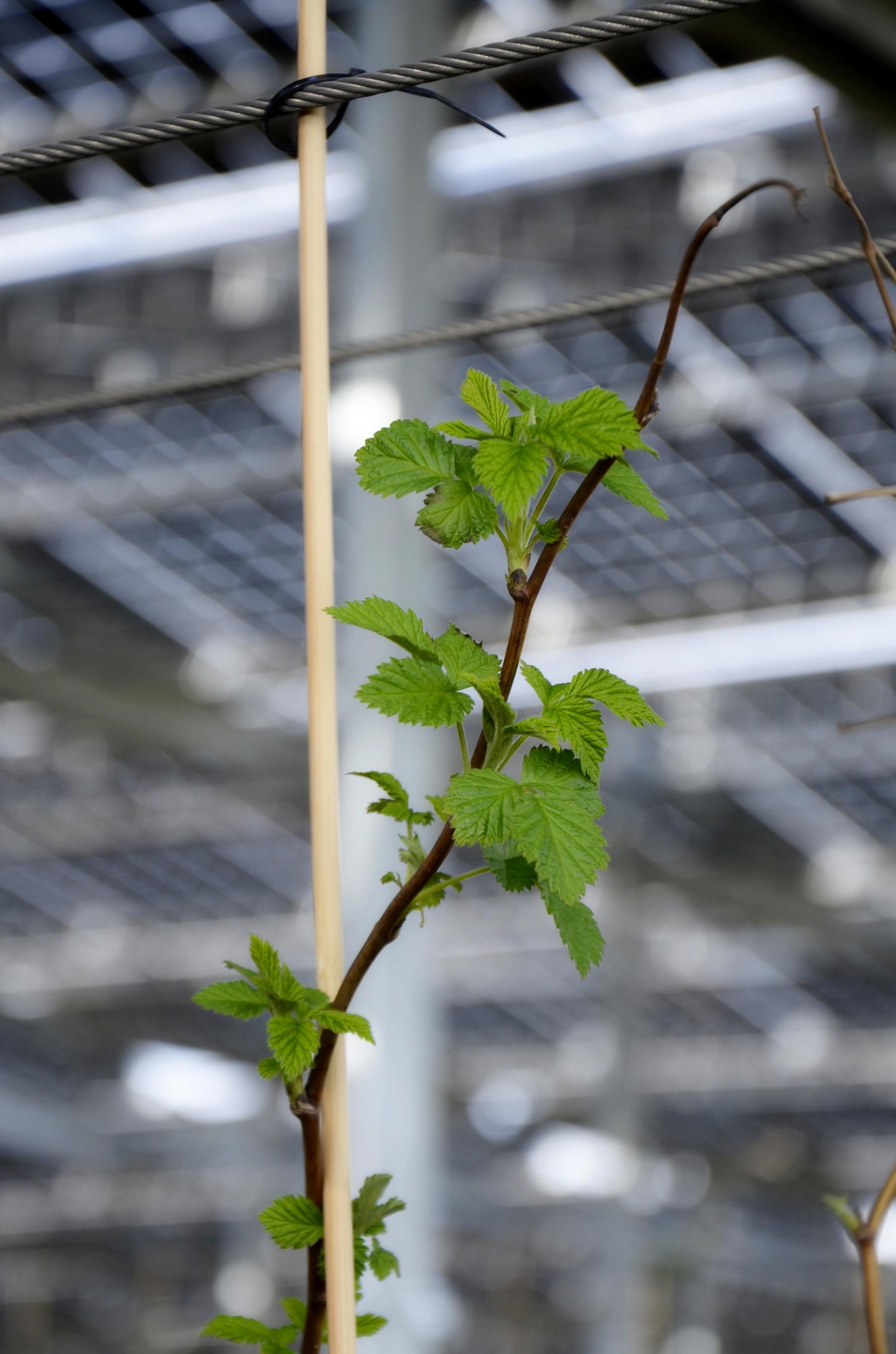 Junge Himbeerpflanze in einer Plantage, darüber unscharf Photovoltaik-Module
