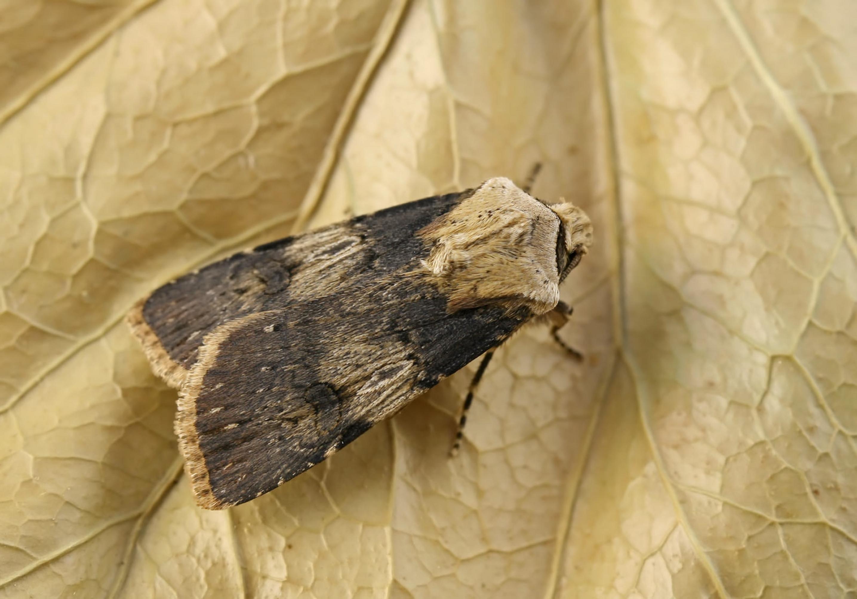 Die Schmalflügelige Erdeule, Agrotis puta, auf einem Blatt.