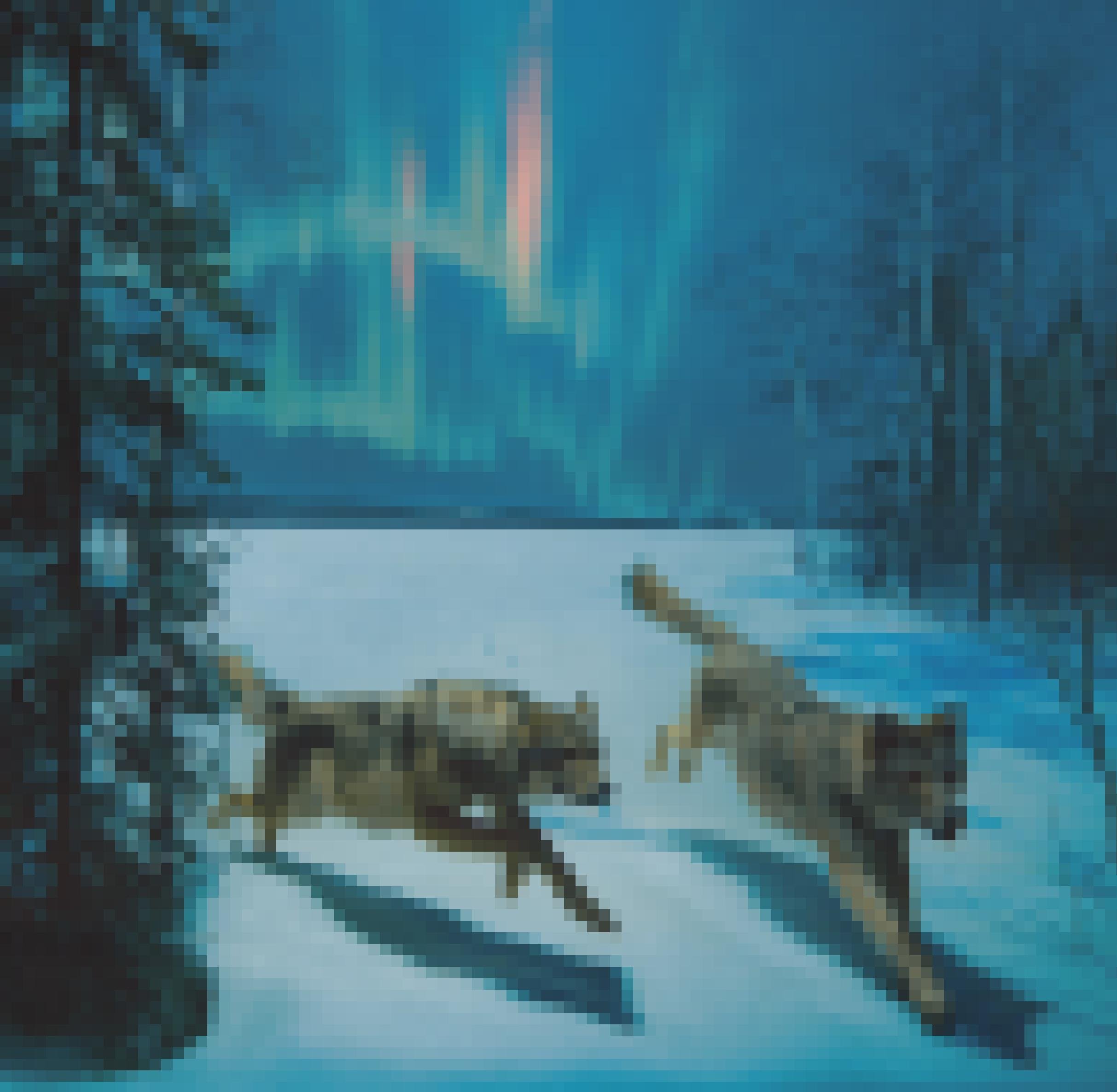 Zwei Wölfe im Schnee.