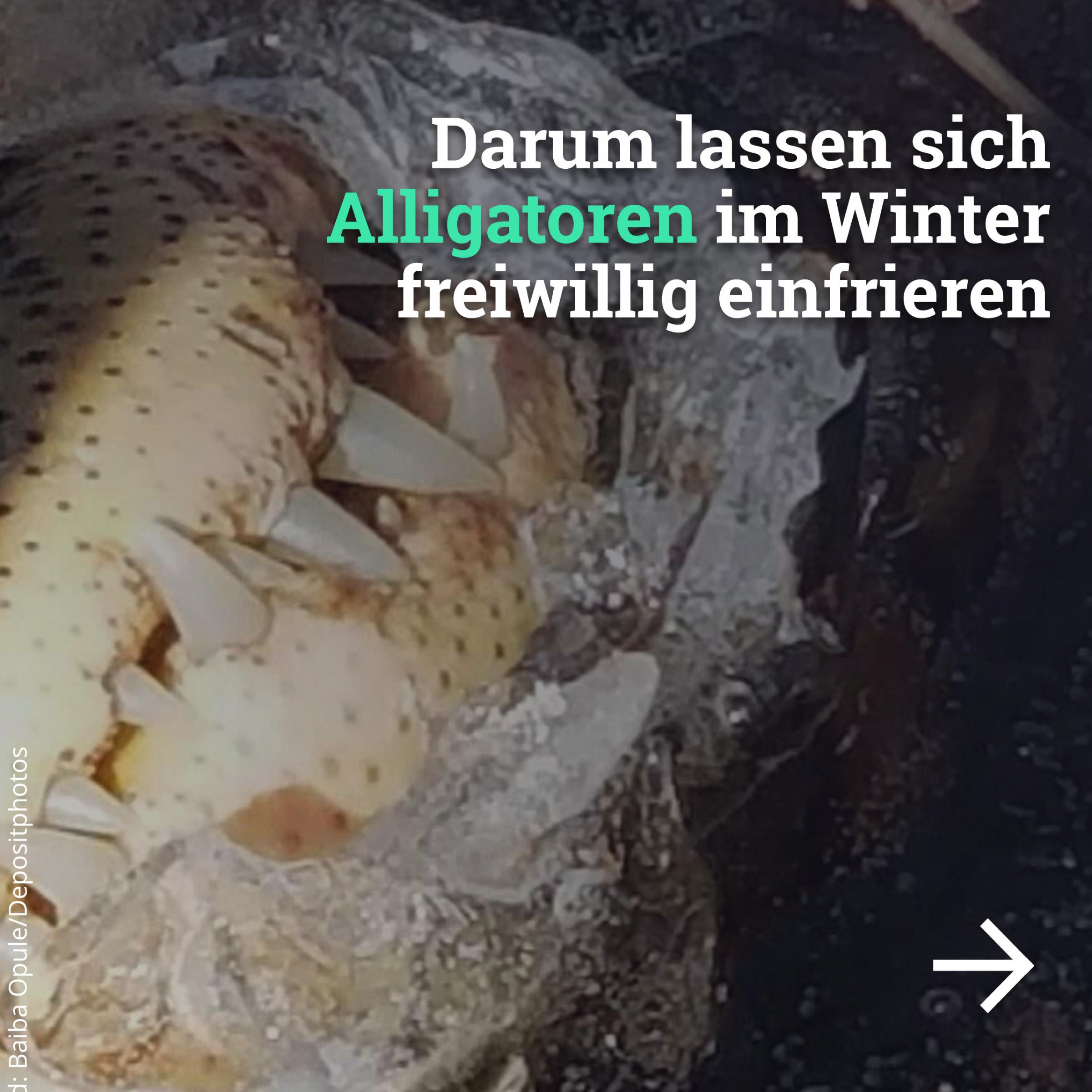 Das Bild zeigt die Schnauze eines Alligators, die aus dem Eis ragt. So können die Tiere im gefrorenen Wasser weiter atmen.