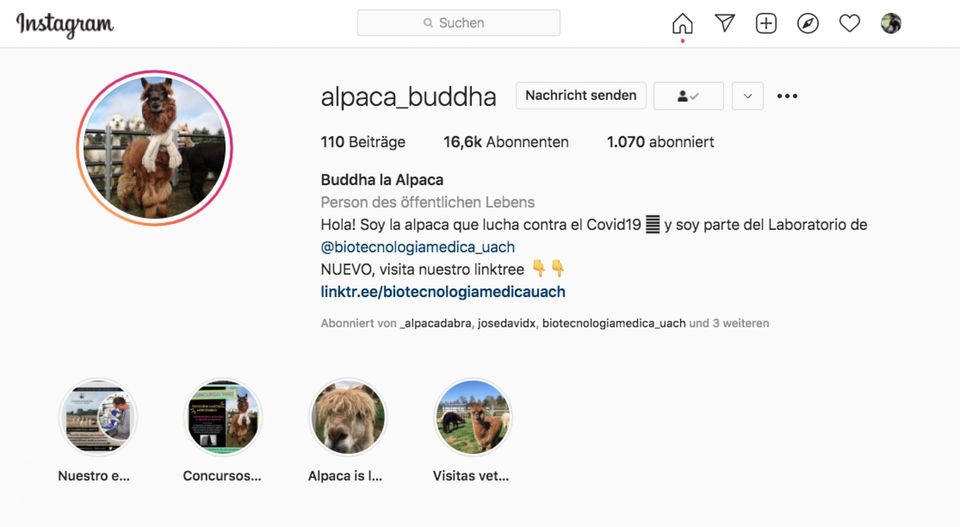 Screenshot des Instagram-Profils von Alpaka Buddha