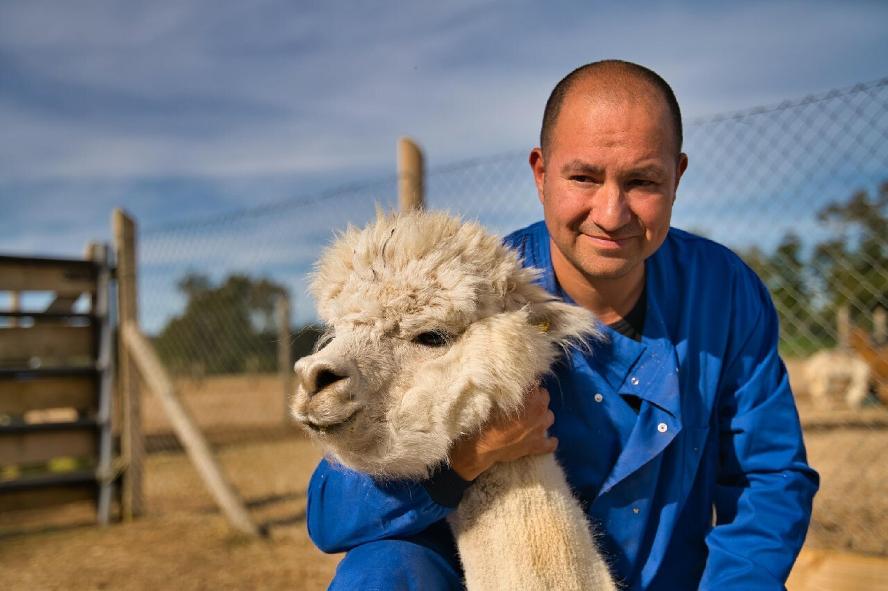 Forscher Alejandro Rojas umarmt ein Alpaka