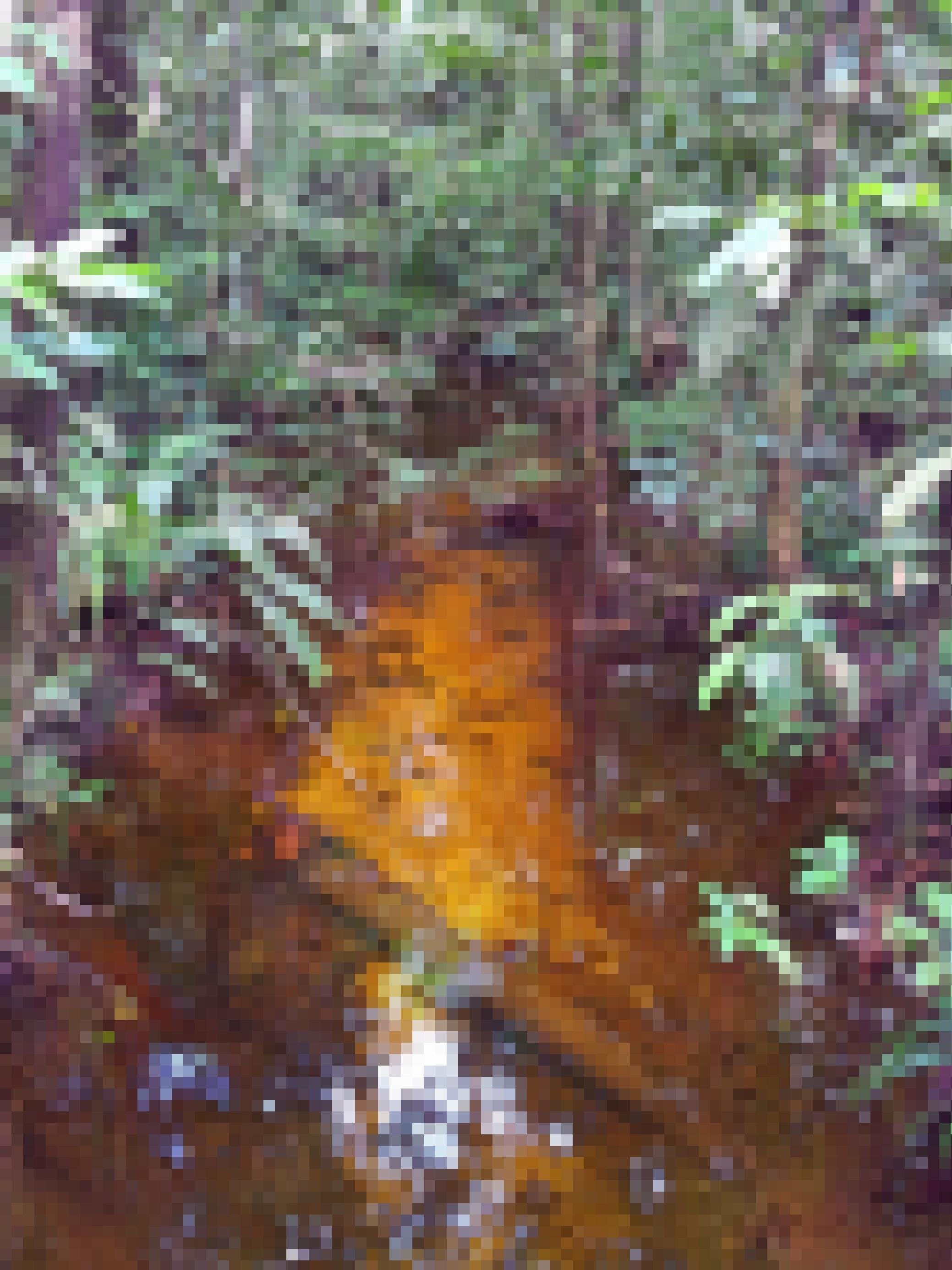Blick in den Regenwald in der Nähe von Manaus