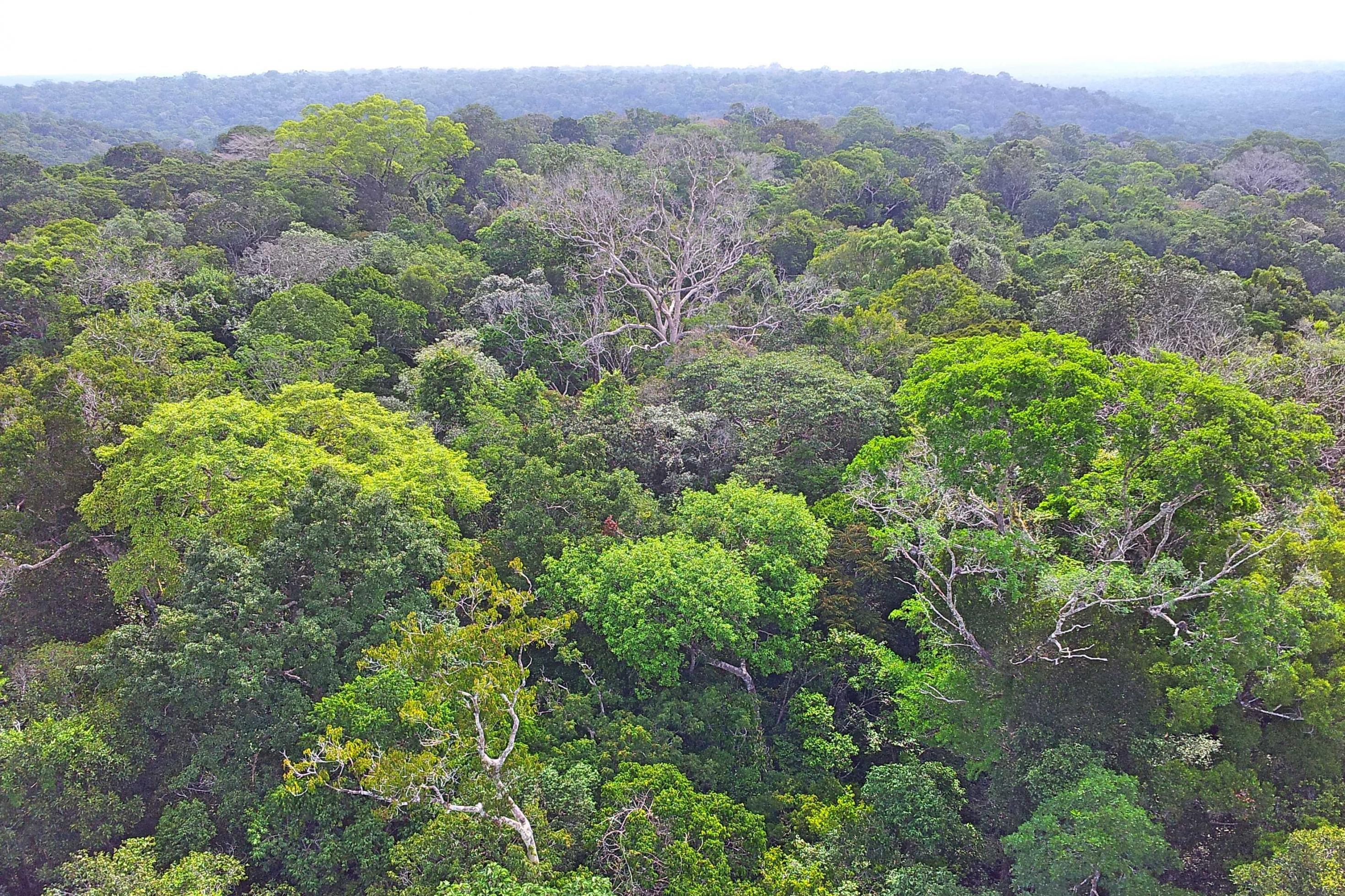 Blick über den Amazonas-Regenwald von einem Forschungsturm aus