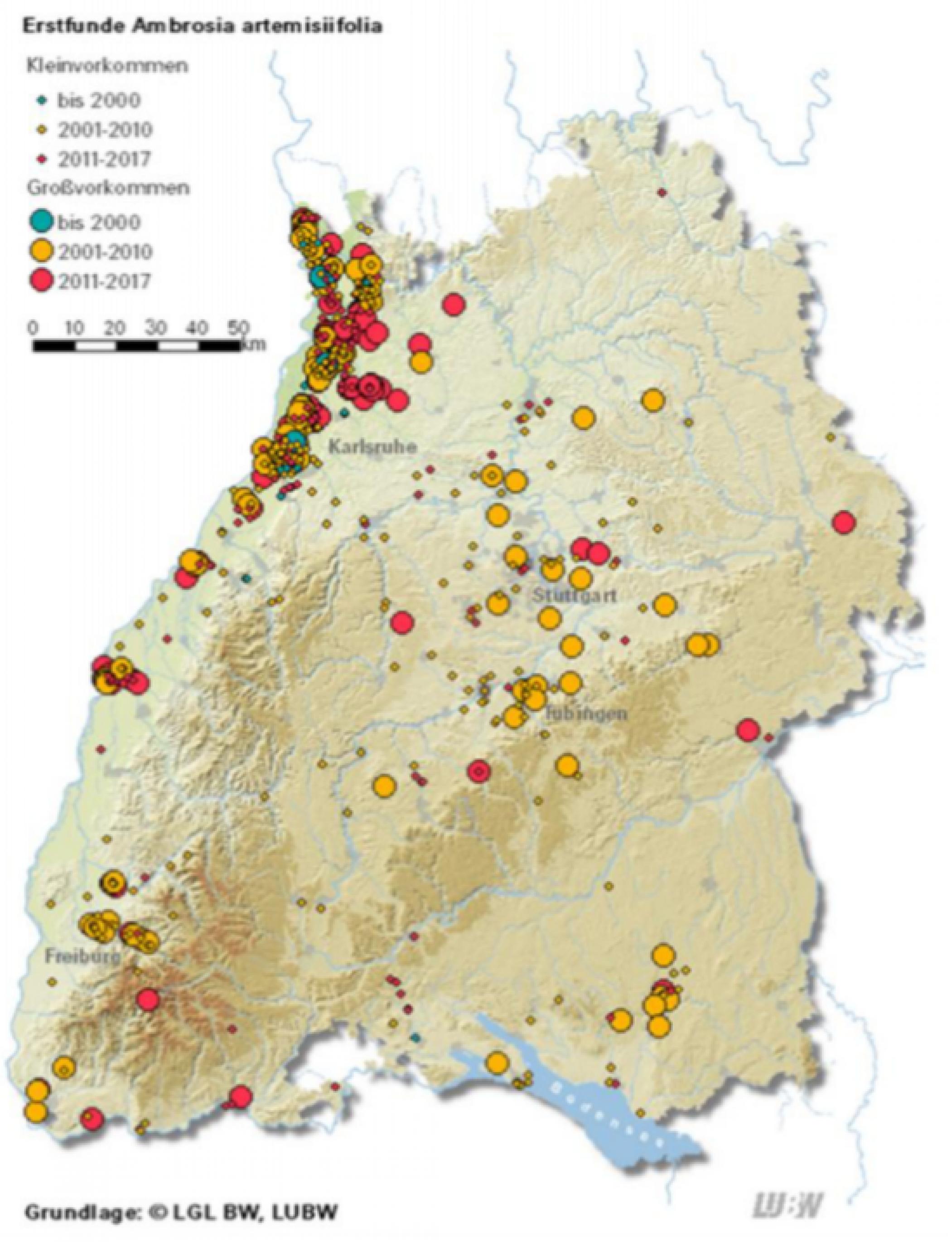 Fundstätten von Ambrosia: Der Raum Mannheim-Ludwigshafen in Nordwesten Baden-Württemberg ist besonders stark betroffen.