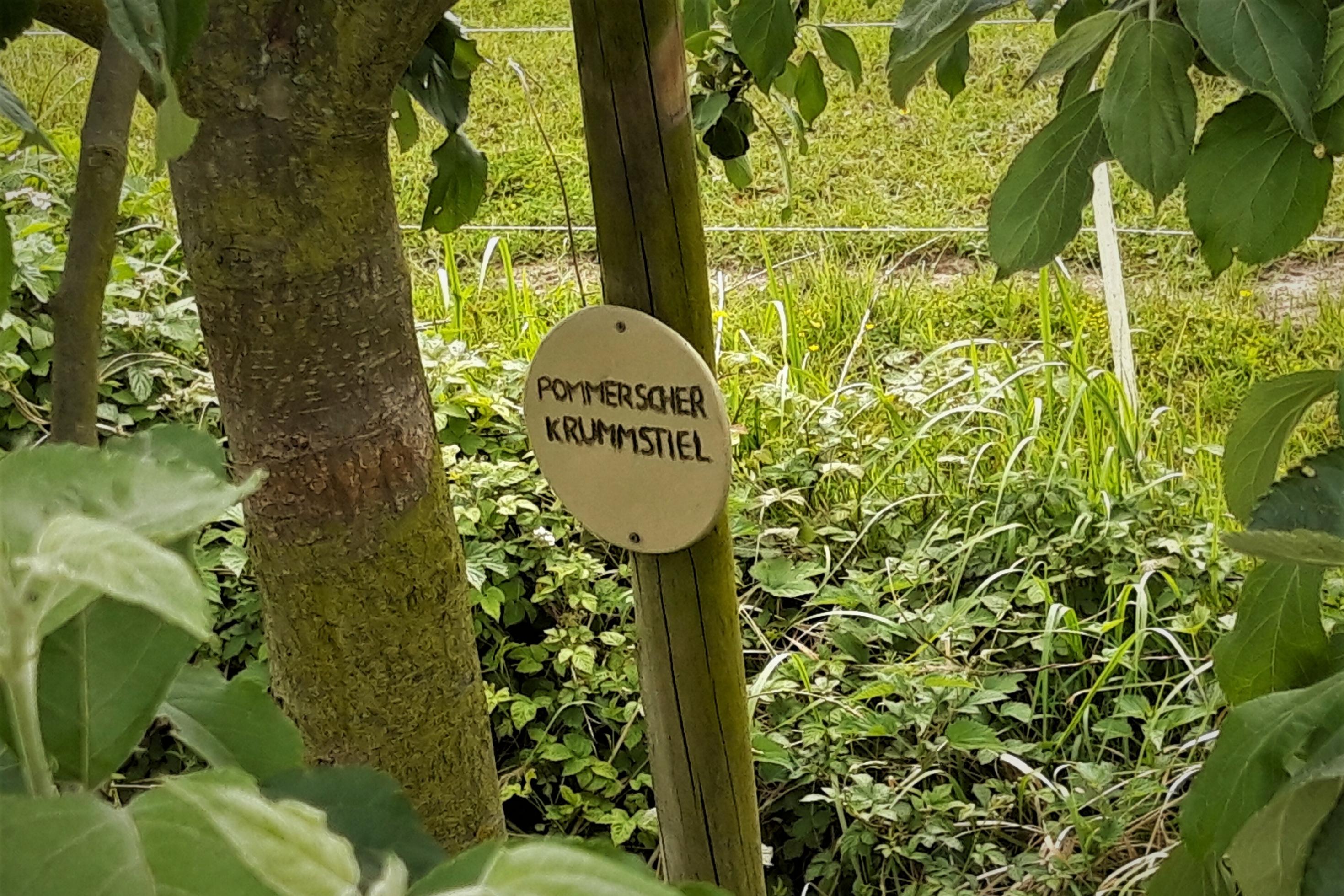 Holztäfelchen mit dem Namen der Apfelsorte, angebracht neben dem Stamm, hinter dem eine grüne Wiese schimmert.