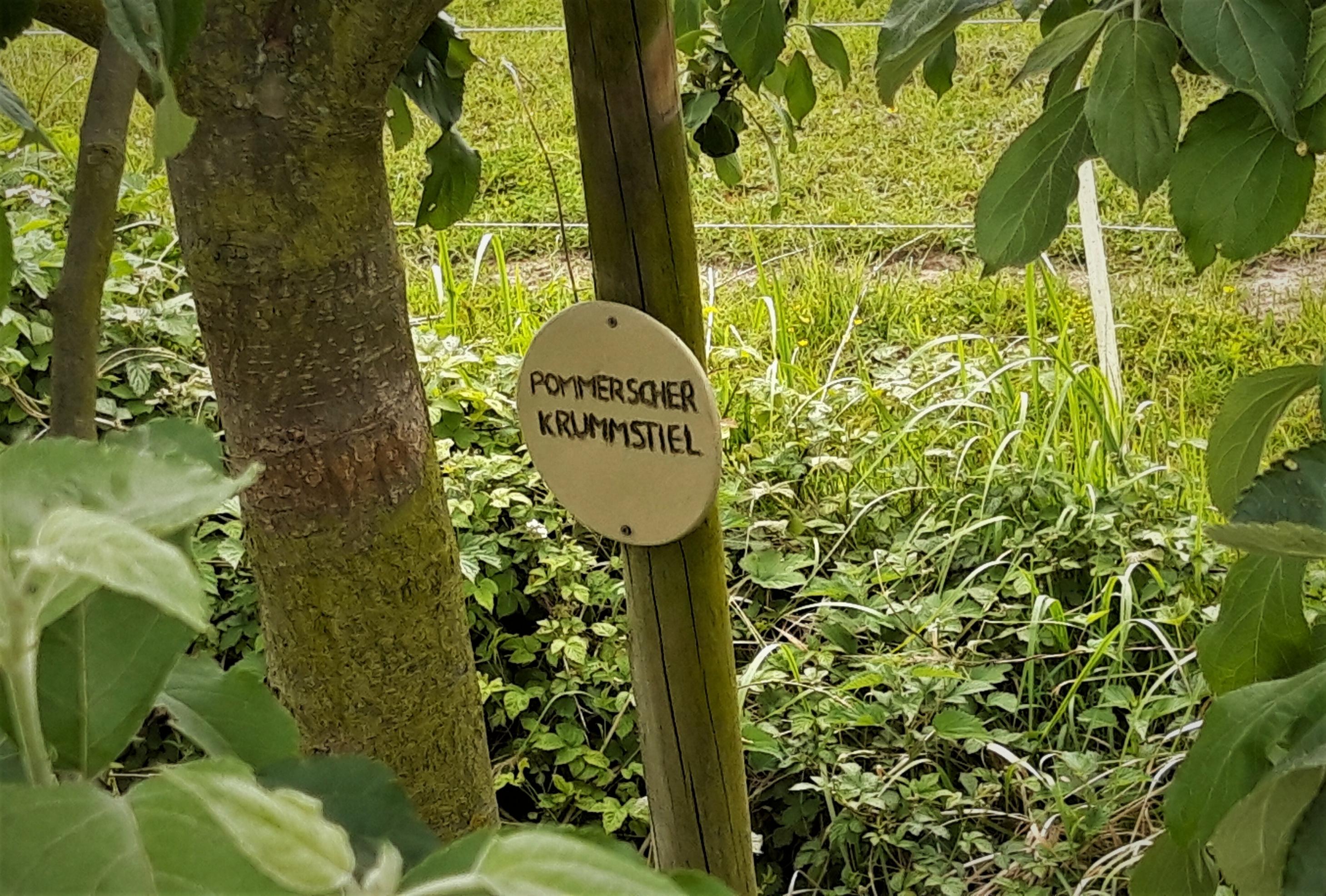 Holztäfelchen mit dem Namen der Apfelsorte, angebracht neben dem Stamm, hinter dem eine grüne Wiese schimmert.
