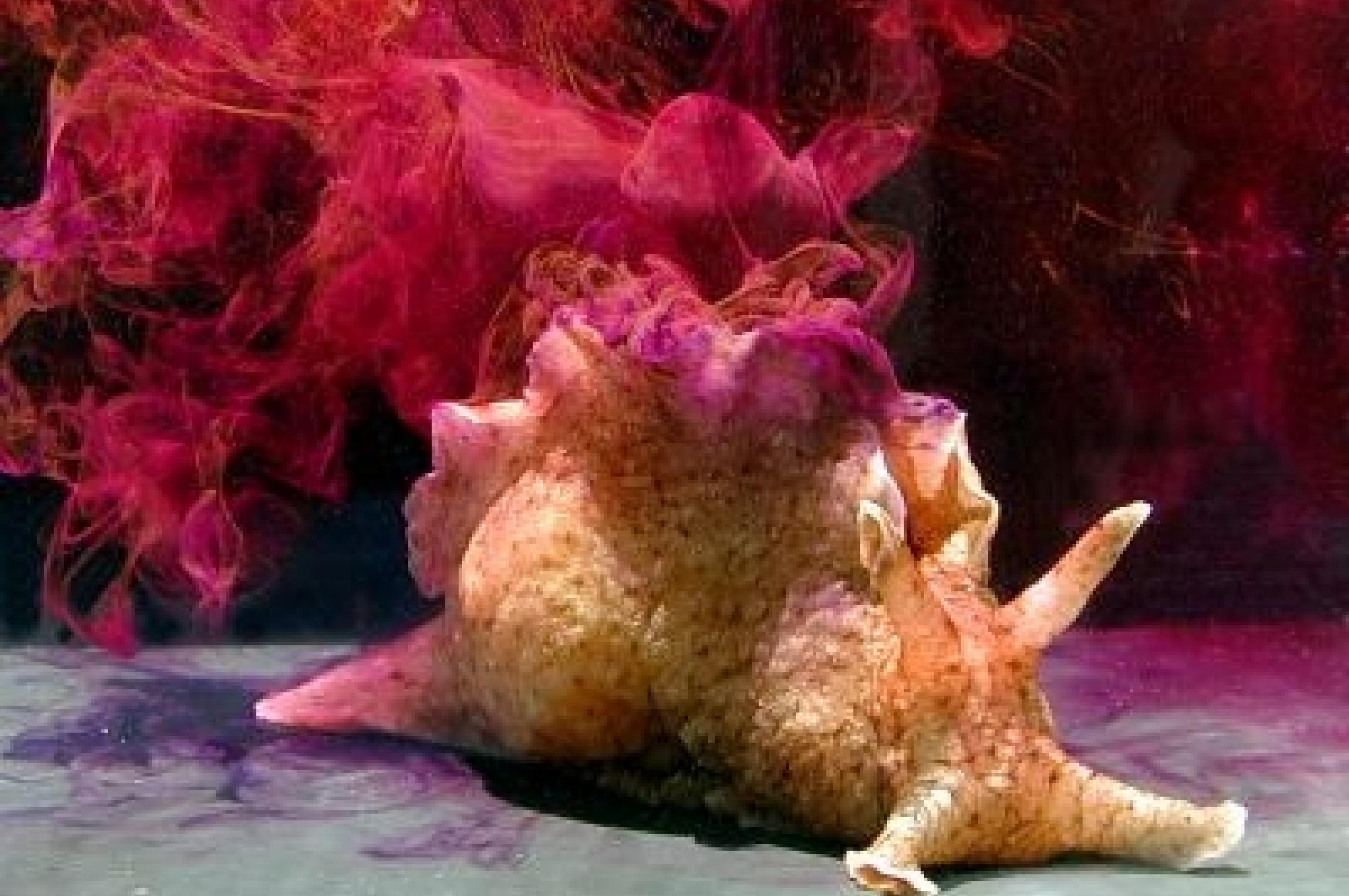 Ein Kalifornischer Seehase Aplysia Californica stößt Tinte aus.
