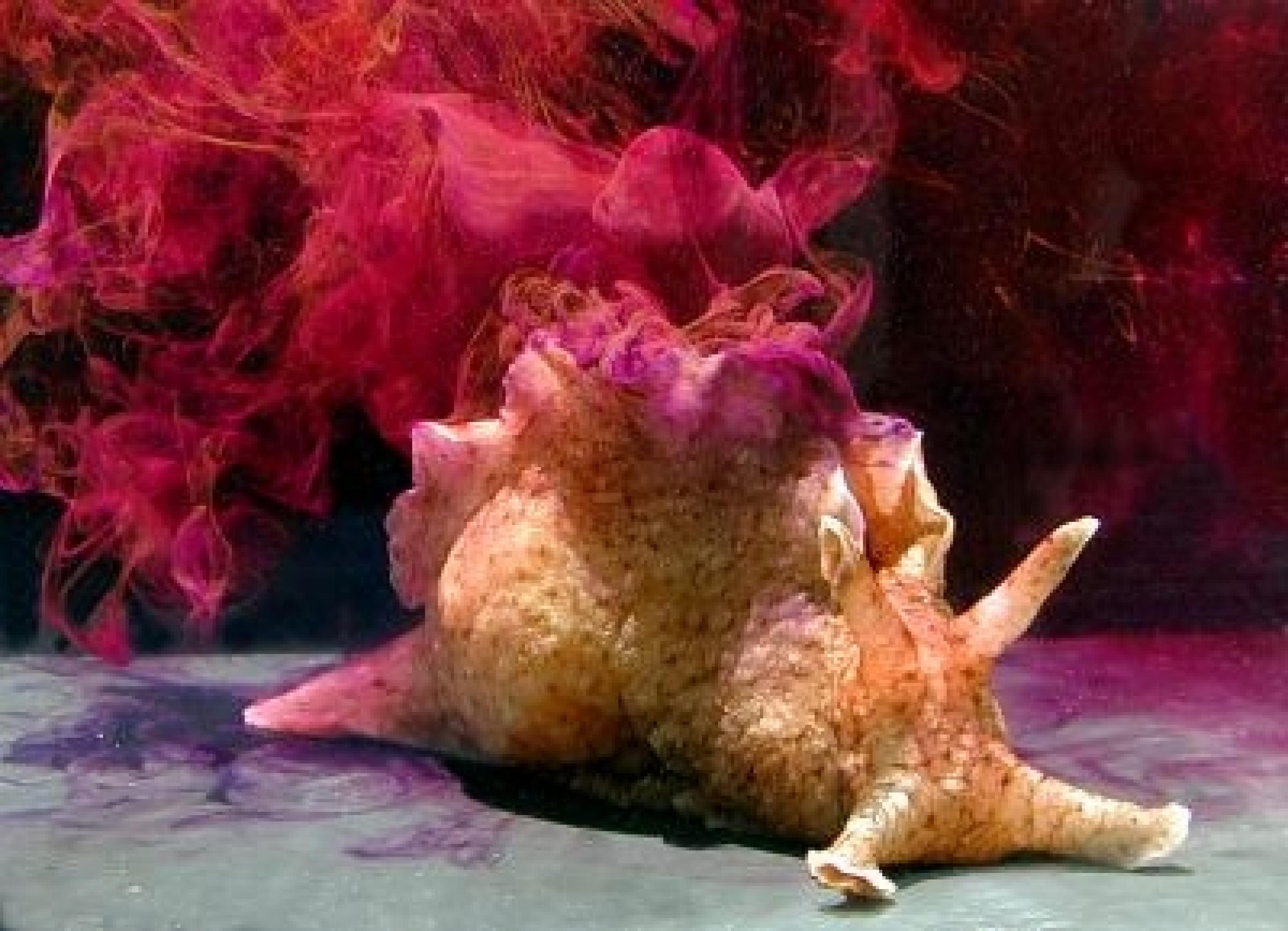 Ein Kalifornischer Seehase Aplysia Californica stößt Tinte aus.