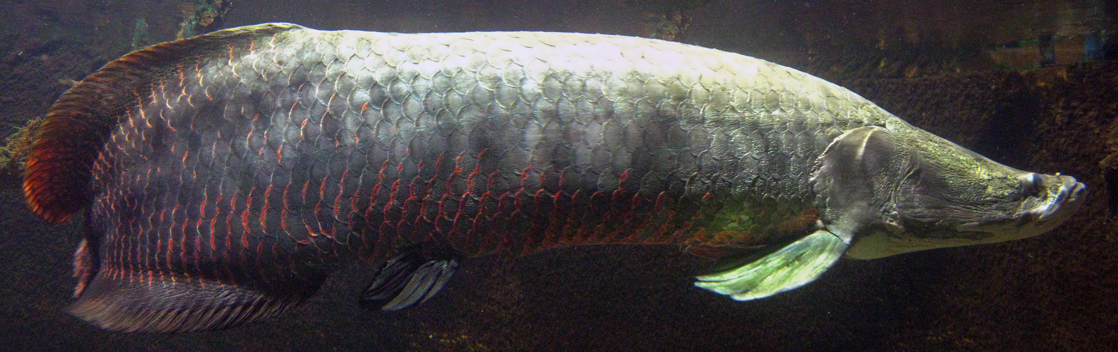 Ein großer Fisch von der Seite, rechts sein spitzes, nach oben gedrehtes Maul. Seine Schuppen schillern grün, grau und rot.