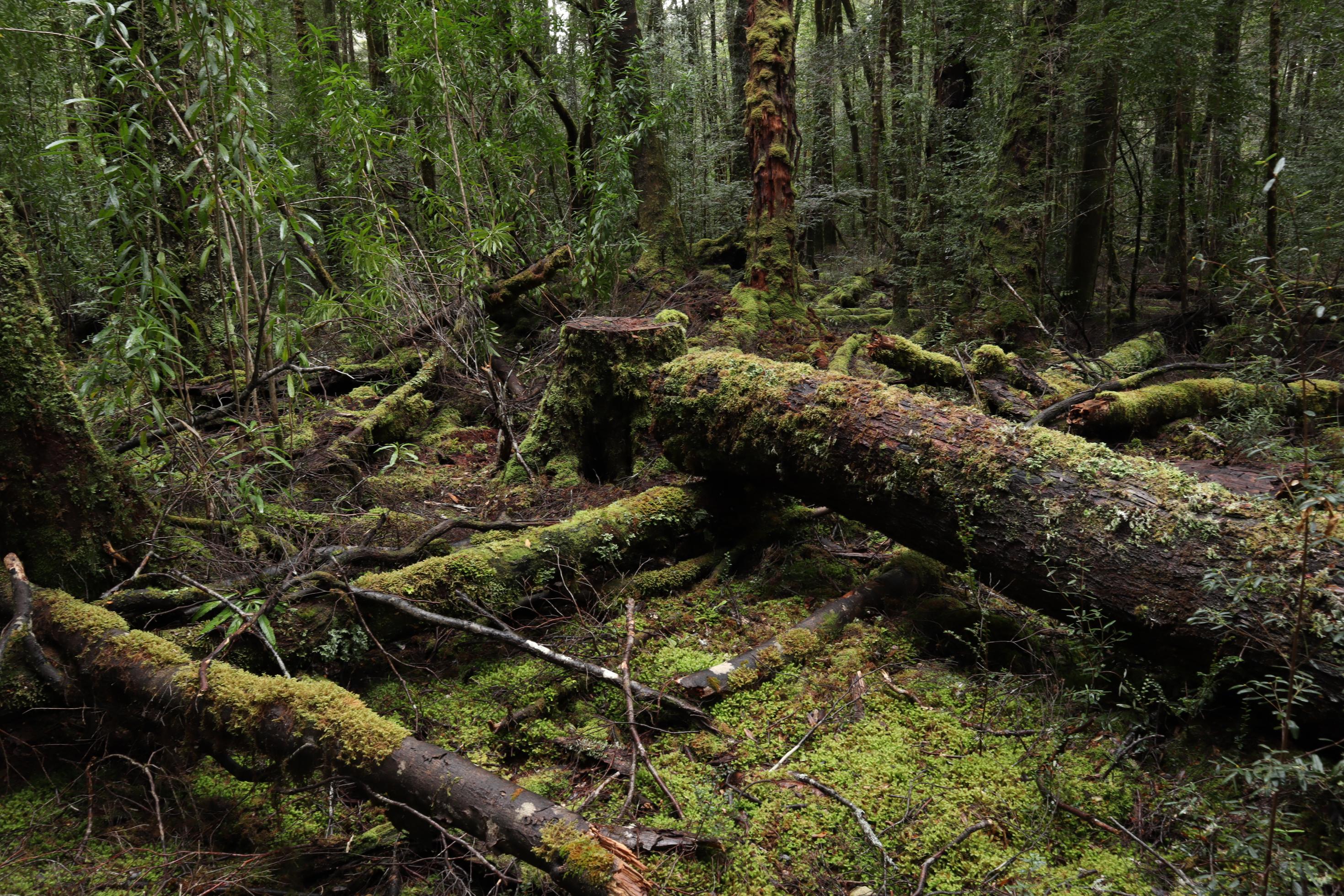 Moose bedecken alte Baumstämme im Regenwald im Südosten von Tasmanien. Die alten Wälder im Süden von Australien sind Lebensraum für eine Vielzahl von Arten.
