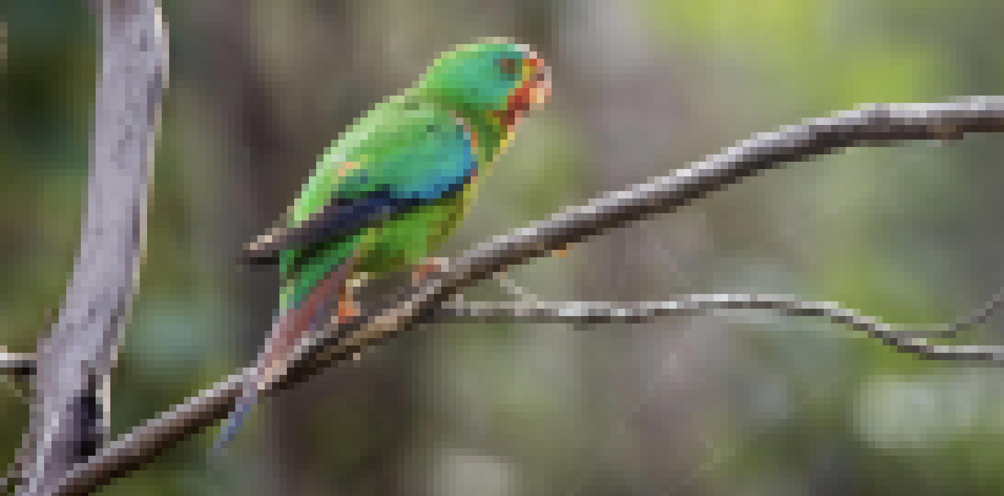 Ein grün leuchtender Swift Parrot sitzt auf einem Ast, das Bild ist fotografiert am frühen Morgen auf Bruny Island vor der Ostküste von Tasmanien