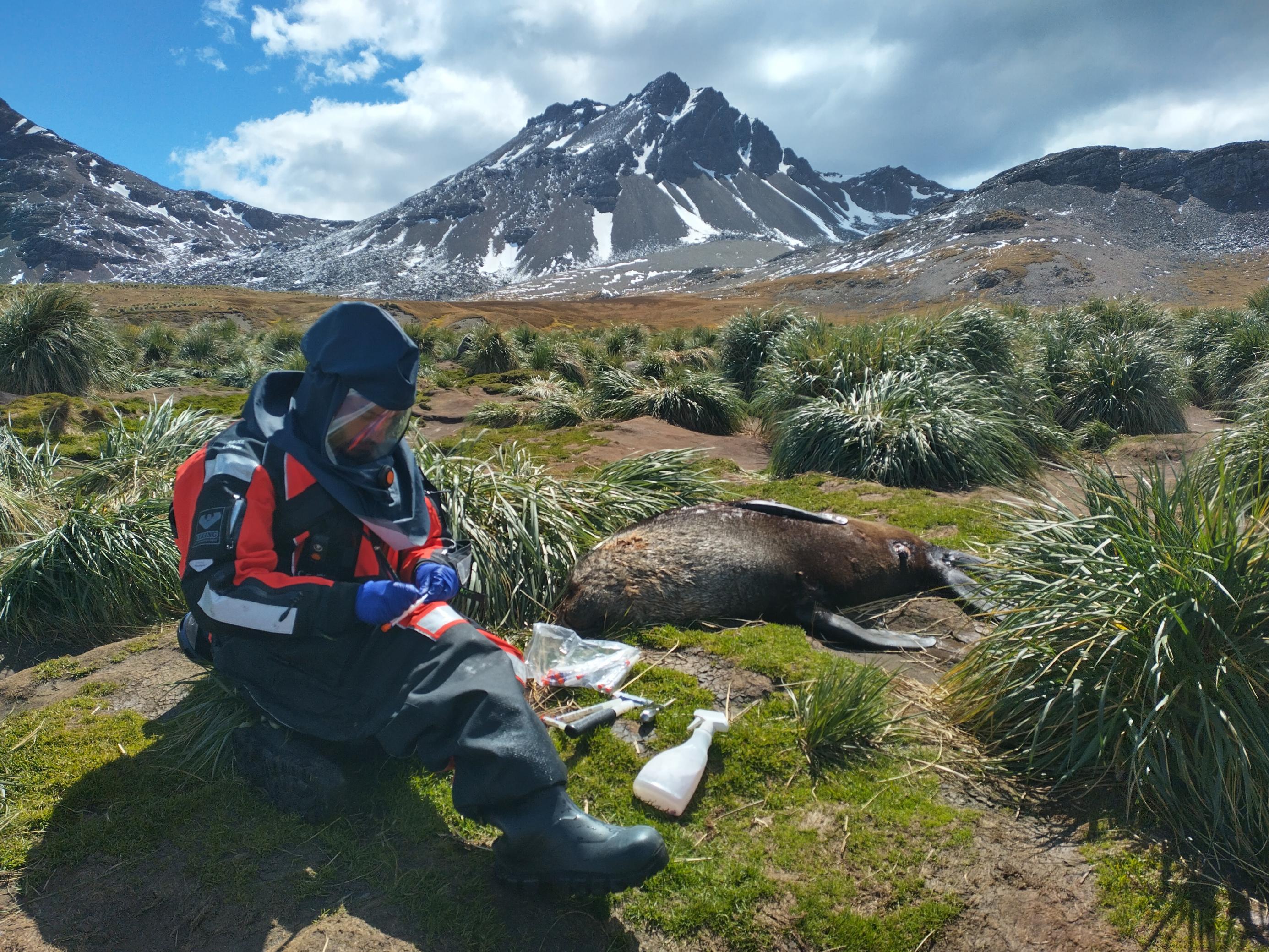 Ein Wissenschaftler in Schutzanzug vor einer toten Robbe in arktischer Umgebung