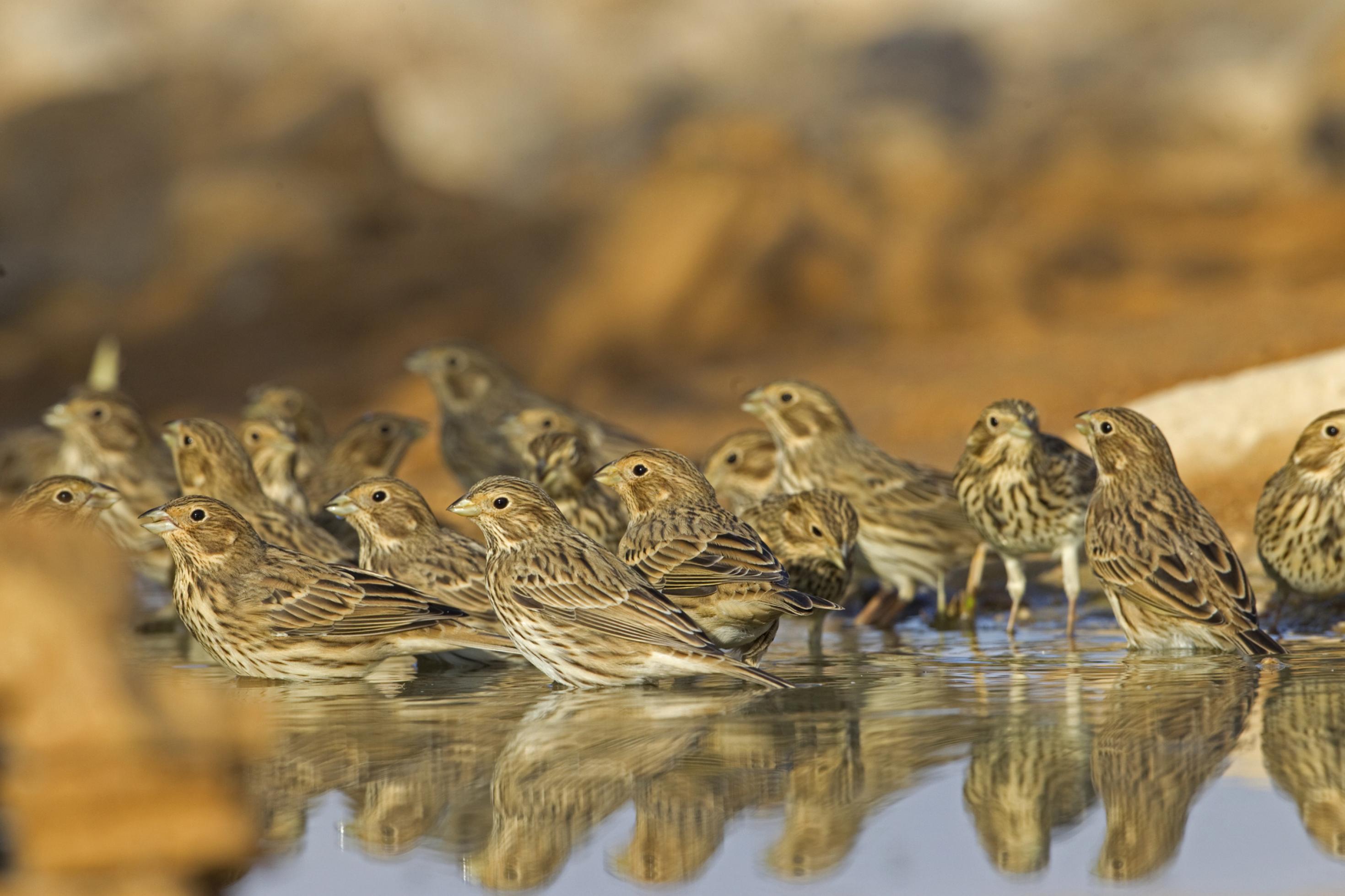 eine Gruppe von Vögeln, die im Wasser stehen [AI]