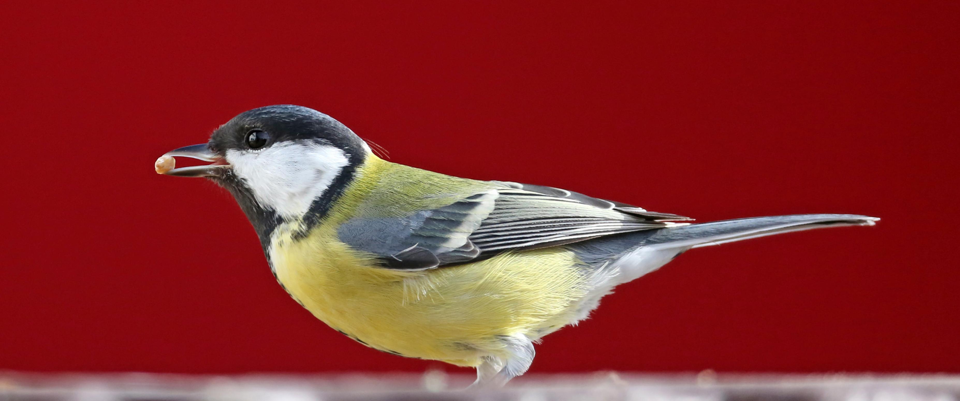 ein Vogel, der auf einem roten Hintergrund steht [AI]