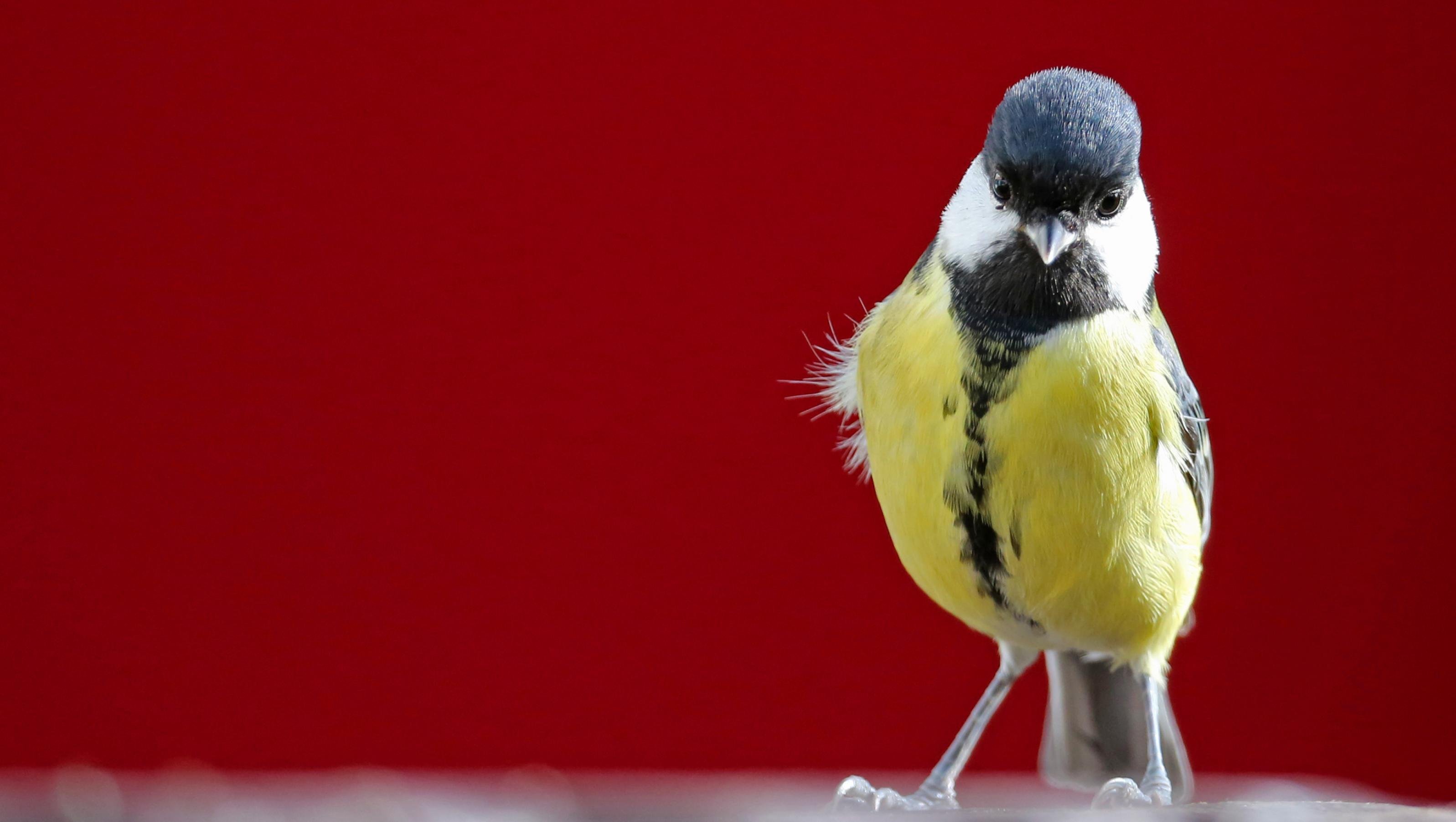 ein gelber Vogel mit einem schwarzen Kopf [AI]