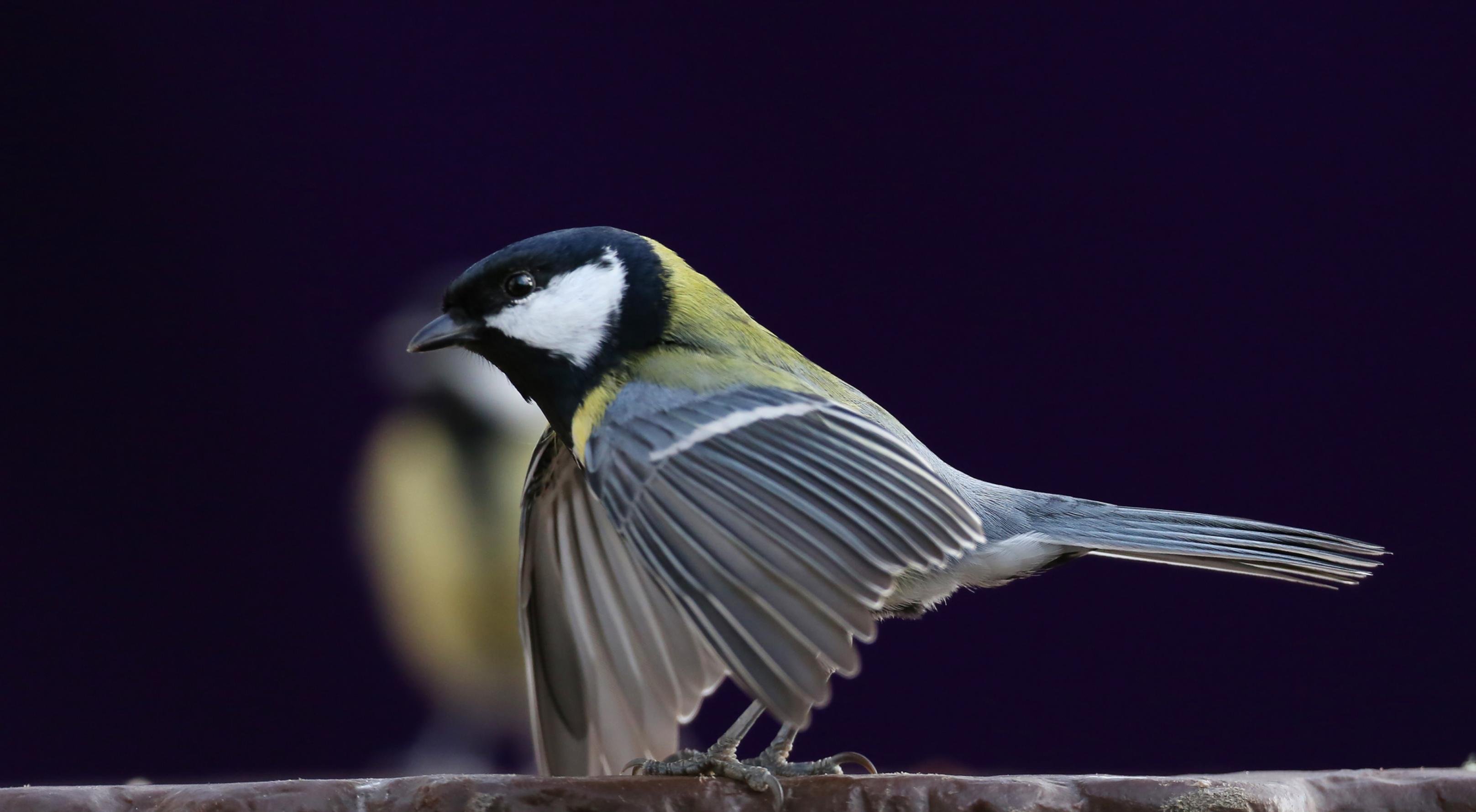 ein Vogel mit ausgebreiteten Flügeln [AI]