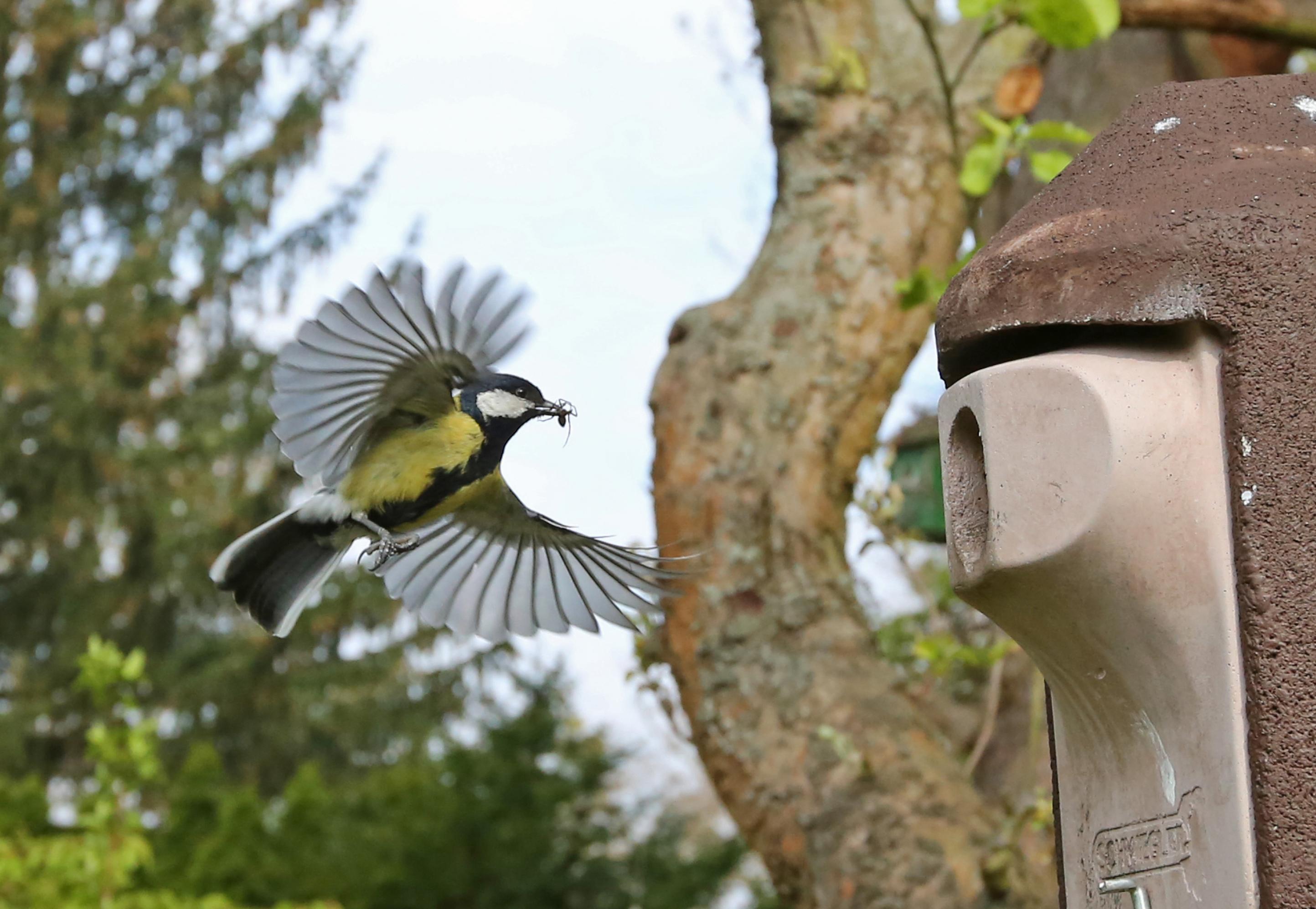 ein Vogel, der in der Nähe eines Vogelfutters fliegt [AI]