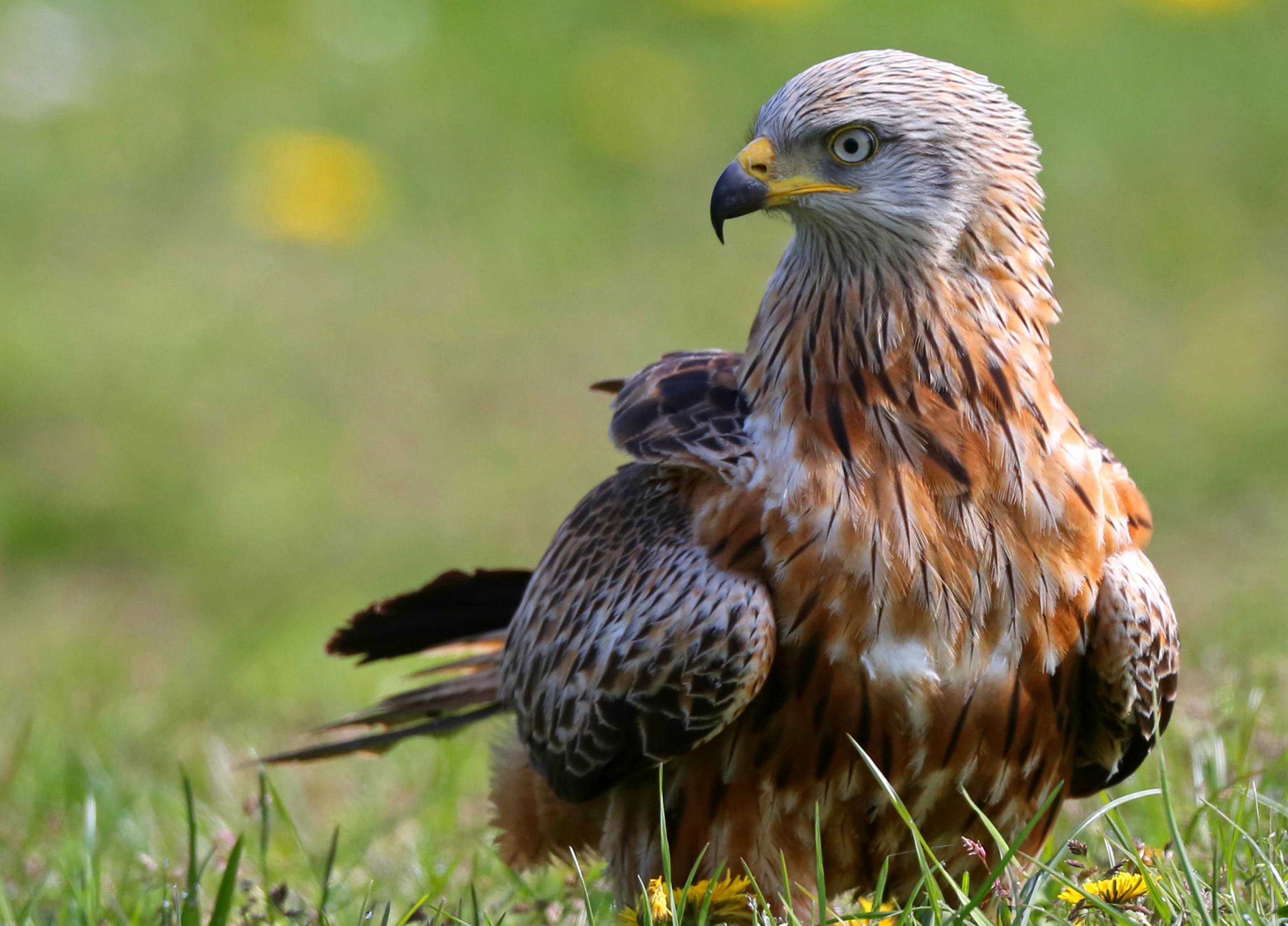 ein Vogel steht im Gras [AI]