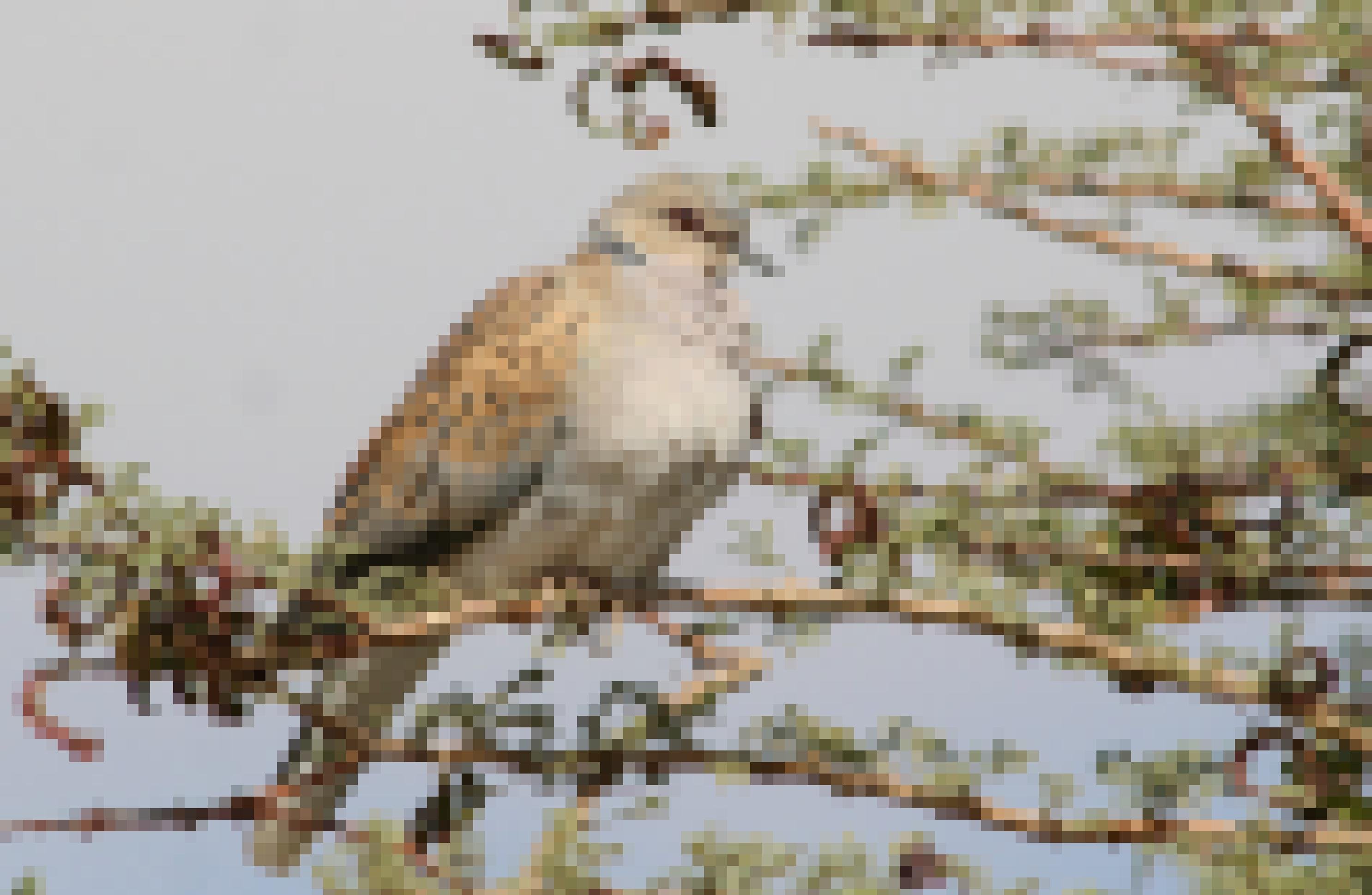 ein Vogel sitzt auf einem Ast [AI]