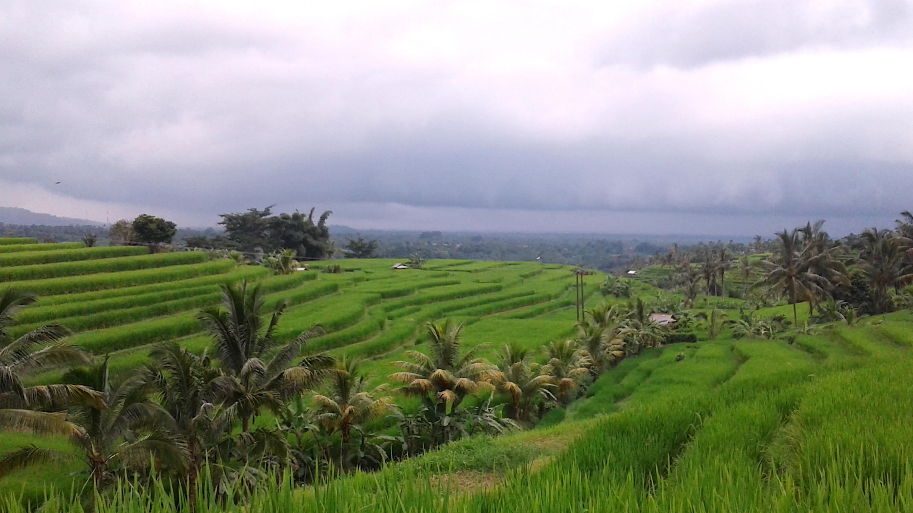 Saftig grüne Reisterrassen von Jatiluwih unter wolkenverhangenem Himmel in den Bergen von Zentral-Bali