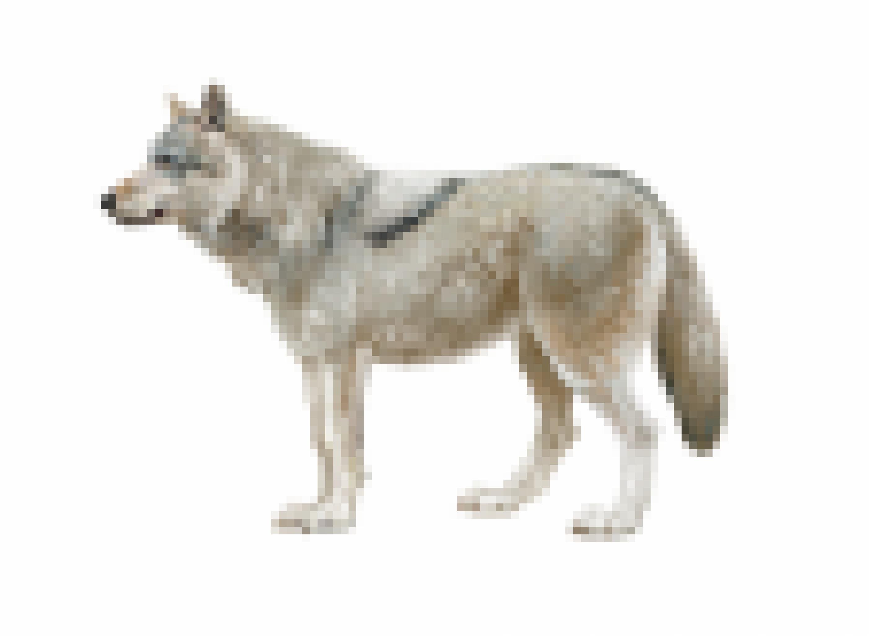 Ein Russischer Wolf (Canis lupus communis)