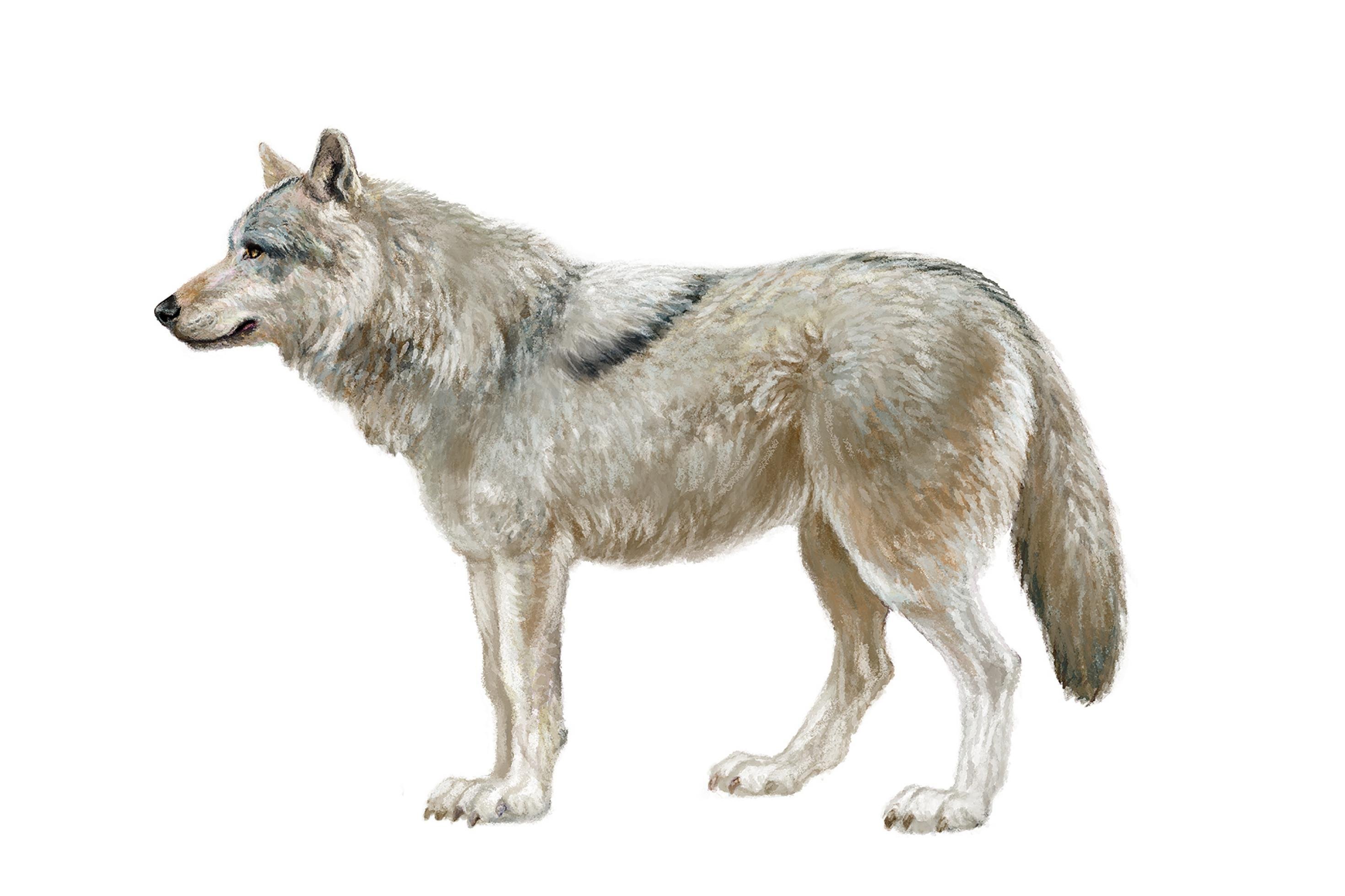 Ein Russischer Wolf (Canis lupus communis)