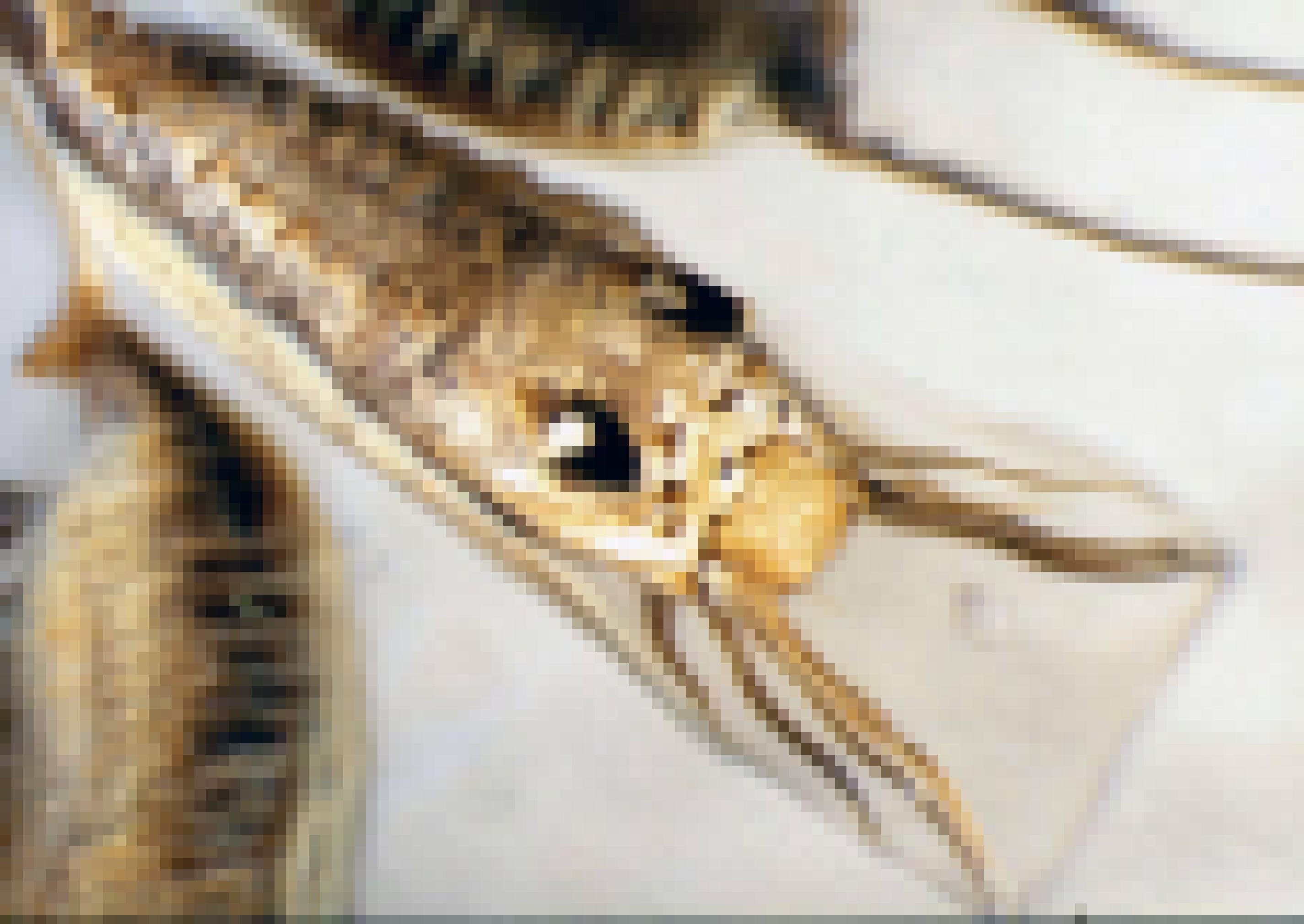 Ein täuschend echtes Insekt mit großen Augen und Beinen, das aber auf ein Schleimpaket gemalt ist, in dem sich eine Muschelbrut verbirgt.