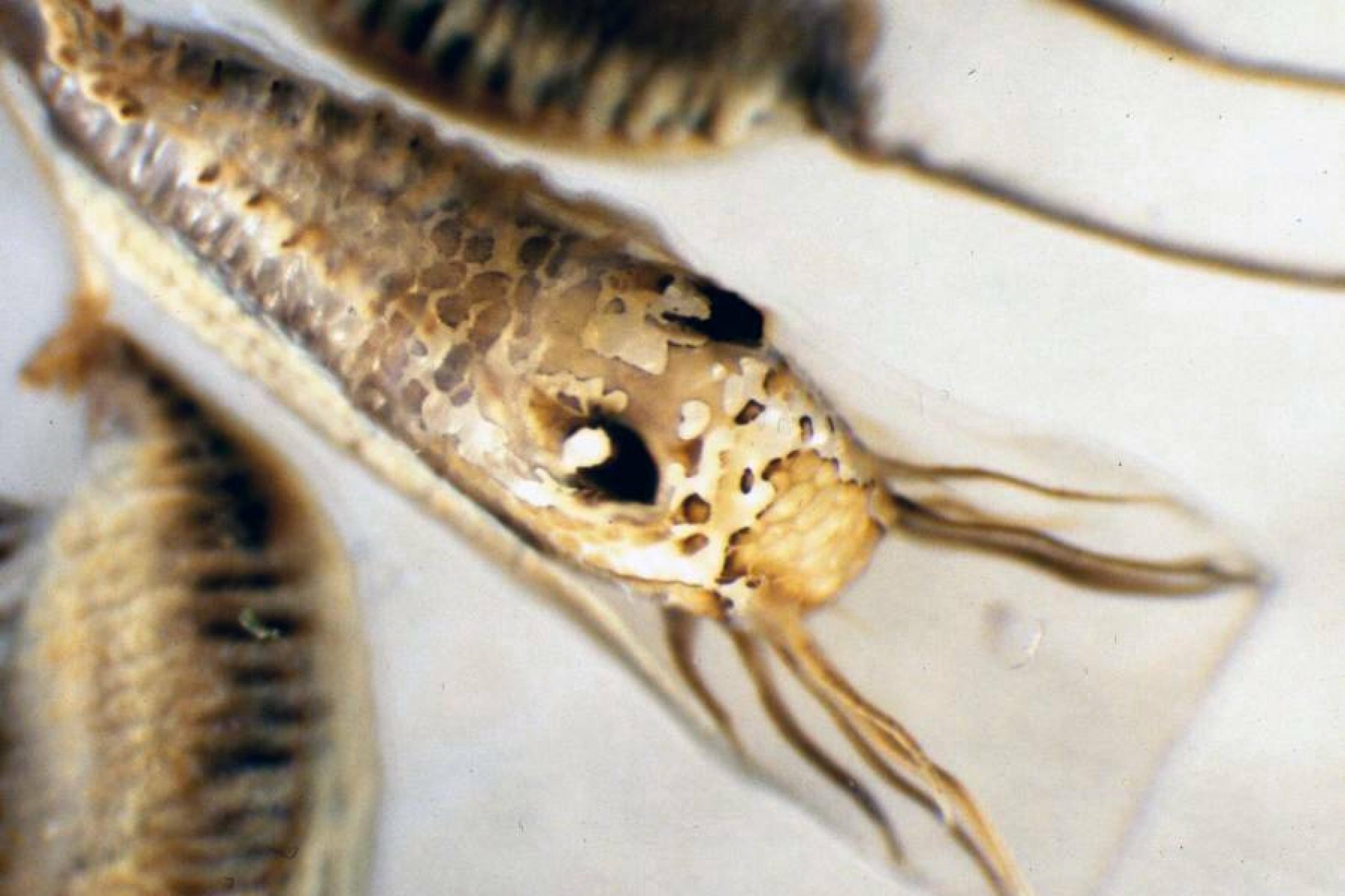 Ein täuschend echtes Insekt mit großen Augen und Beinen, das aber auf ein Schleimpaket gemalt ist, in dem sich eine Muschelbrut verbirgt.