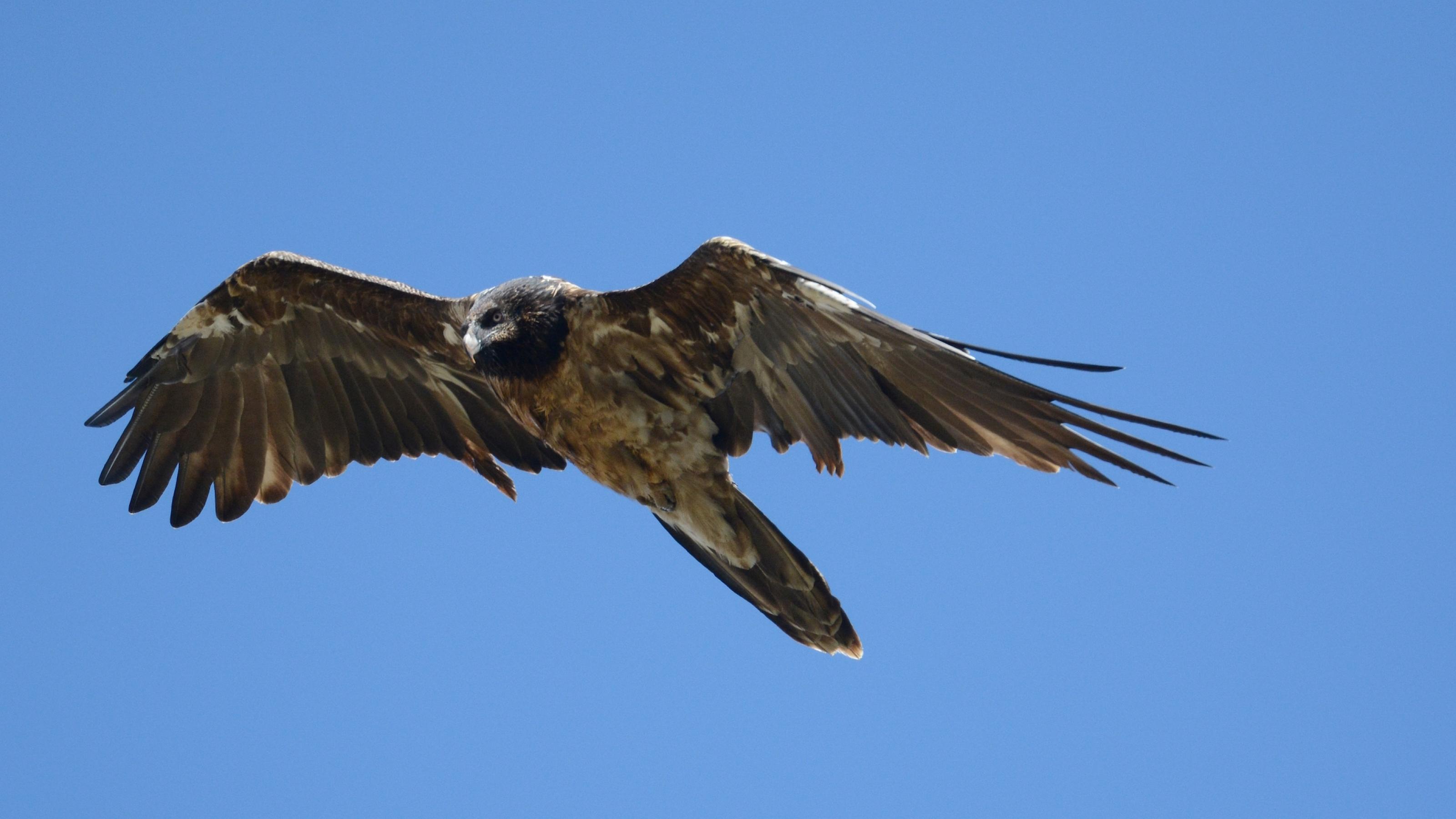 Ein Bartgeier fliegt, die Flügel weit ausgbreitet, am blauen Himmel.