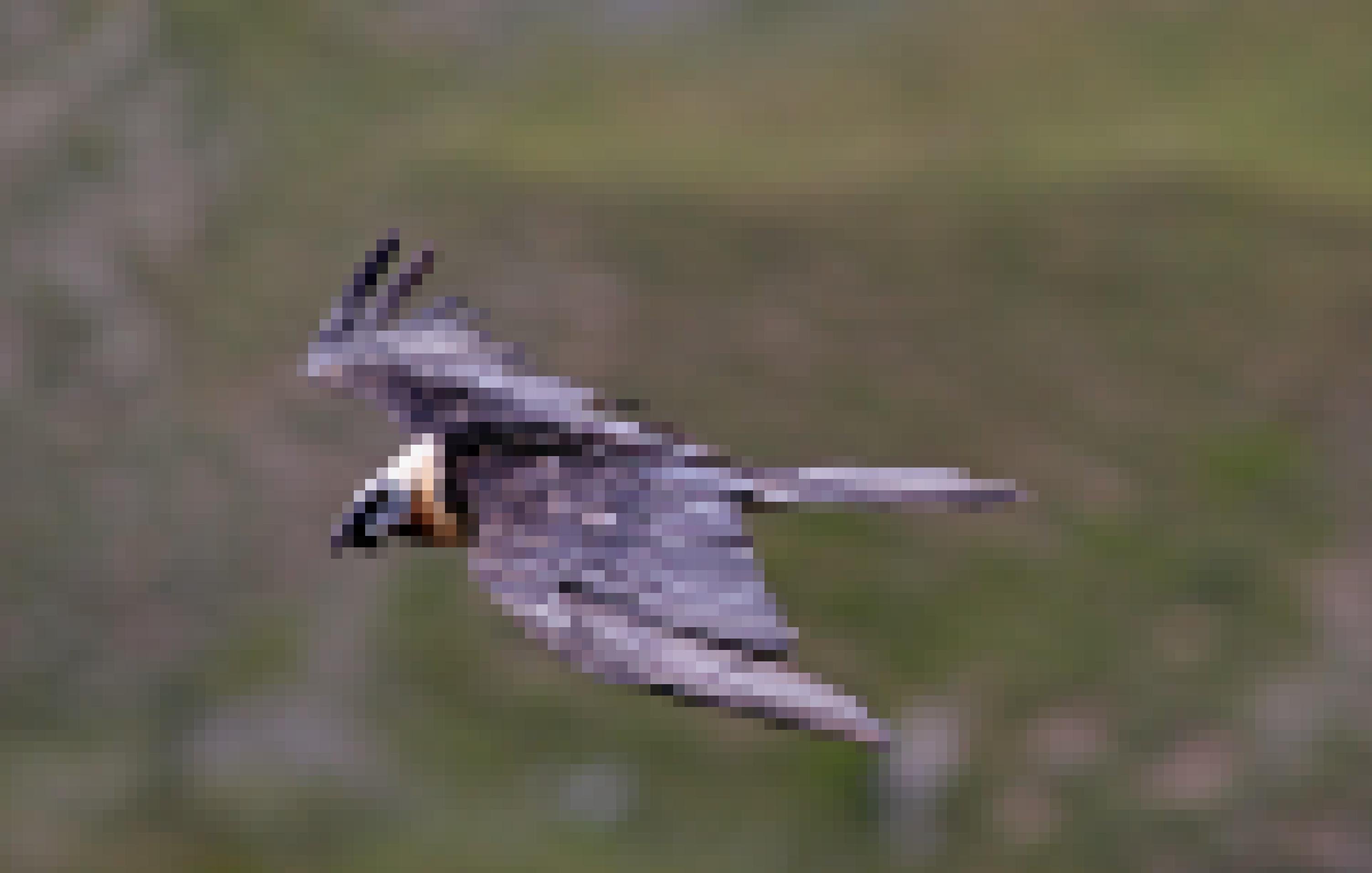 Das Bild zeigt einen Bartgeier im Flug. Der Hintergrund ist unscharf, der Bartgeier sehr deutlich sichtbar, sodass sein Federkleid und auch sein kleiner Bart in den Fokus rückt.