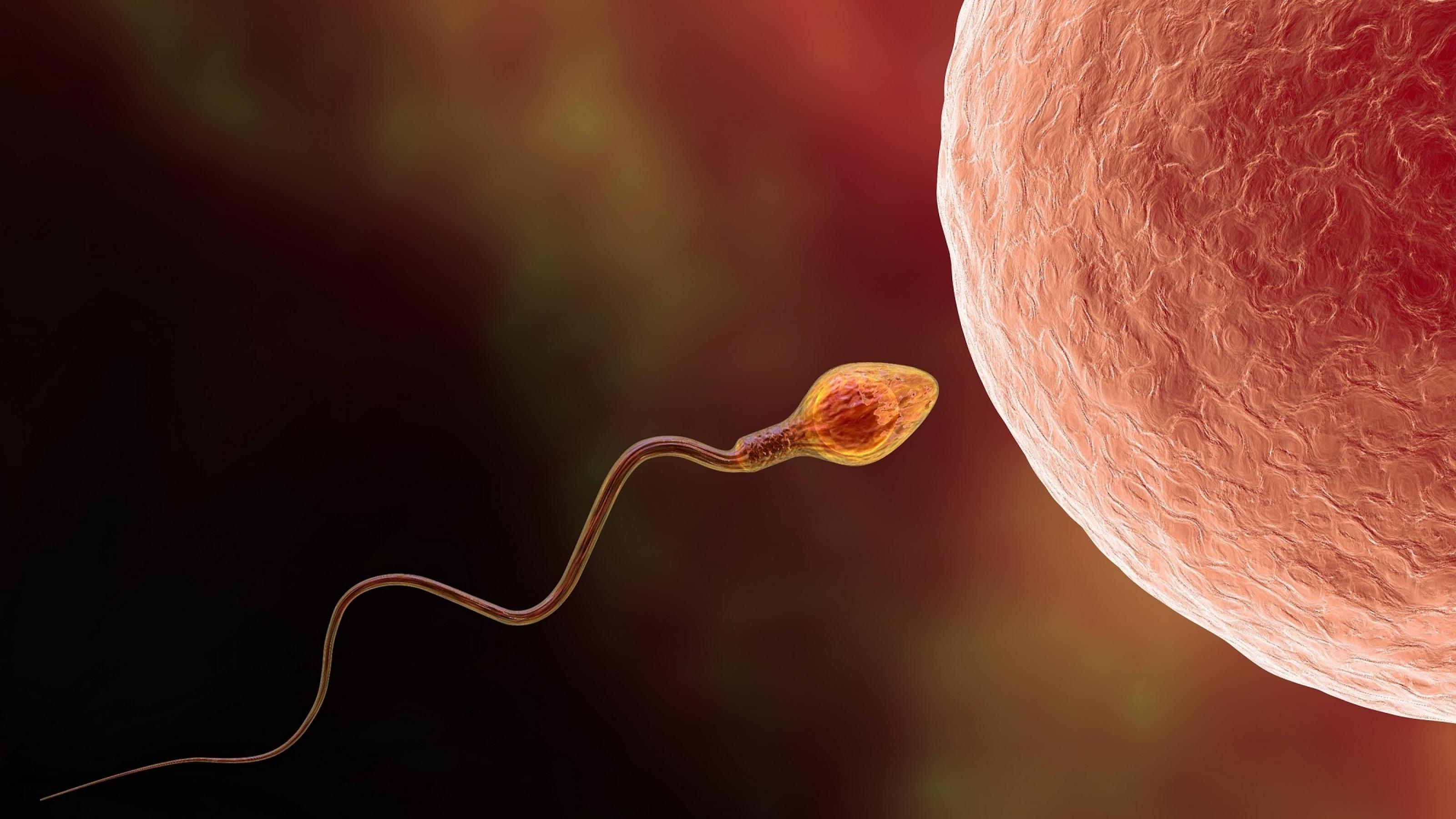 Grafik eines menschlichen Spermiums und einer Eizelle