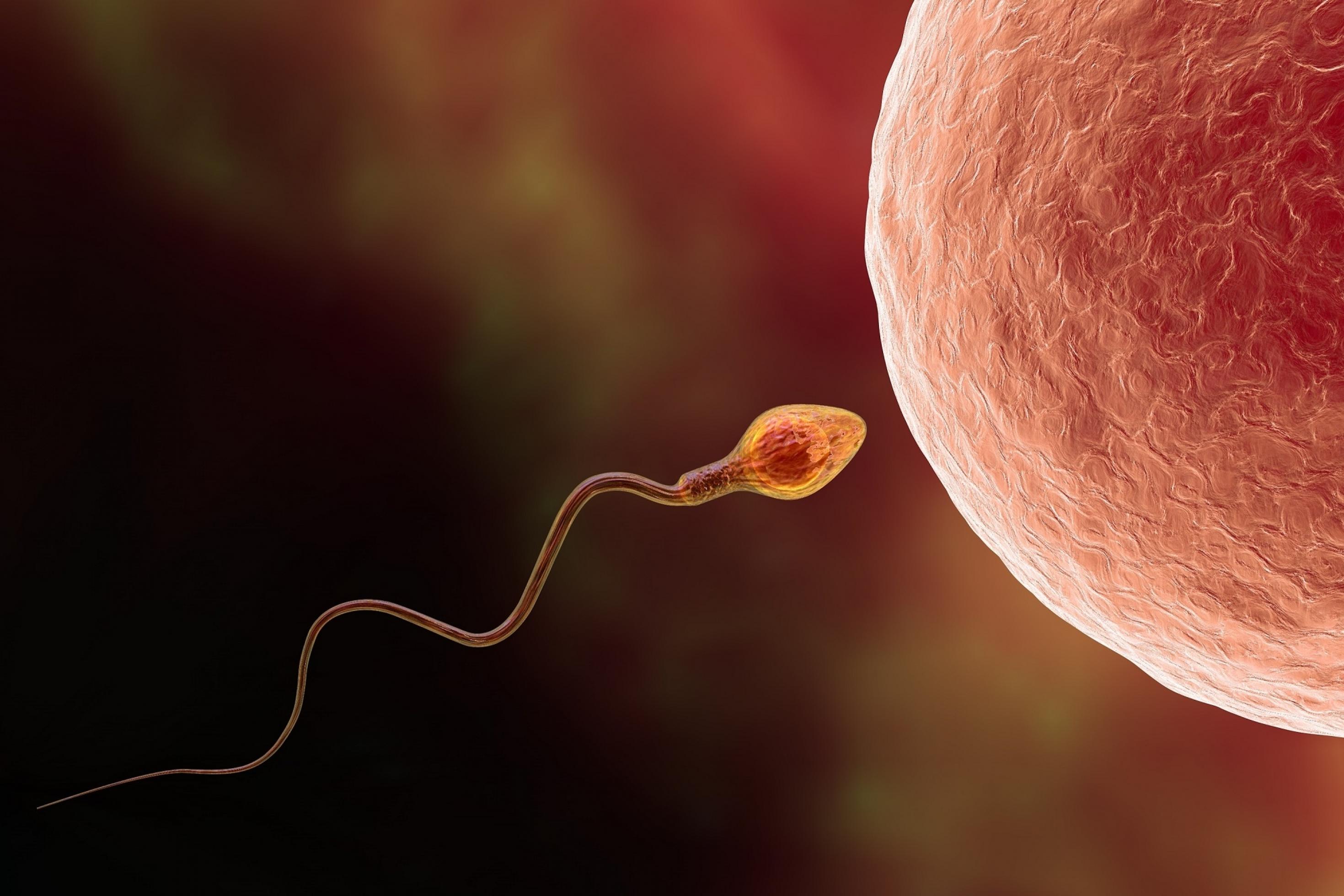 Grafik eines menschlichen Spermiums und einer Eizelle