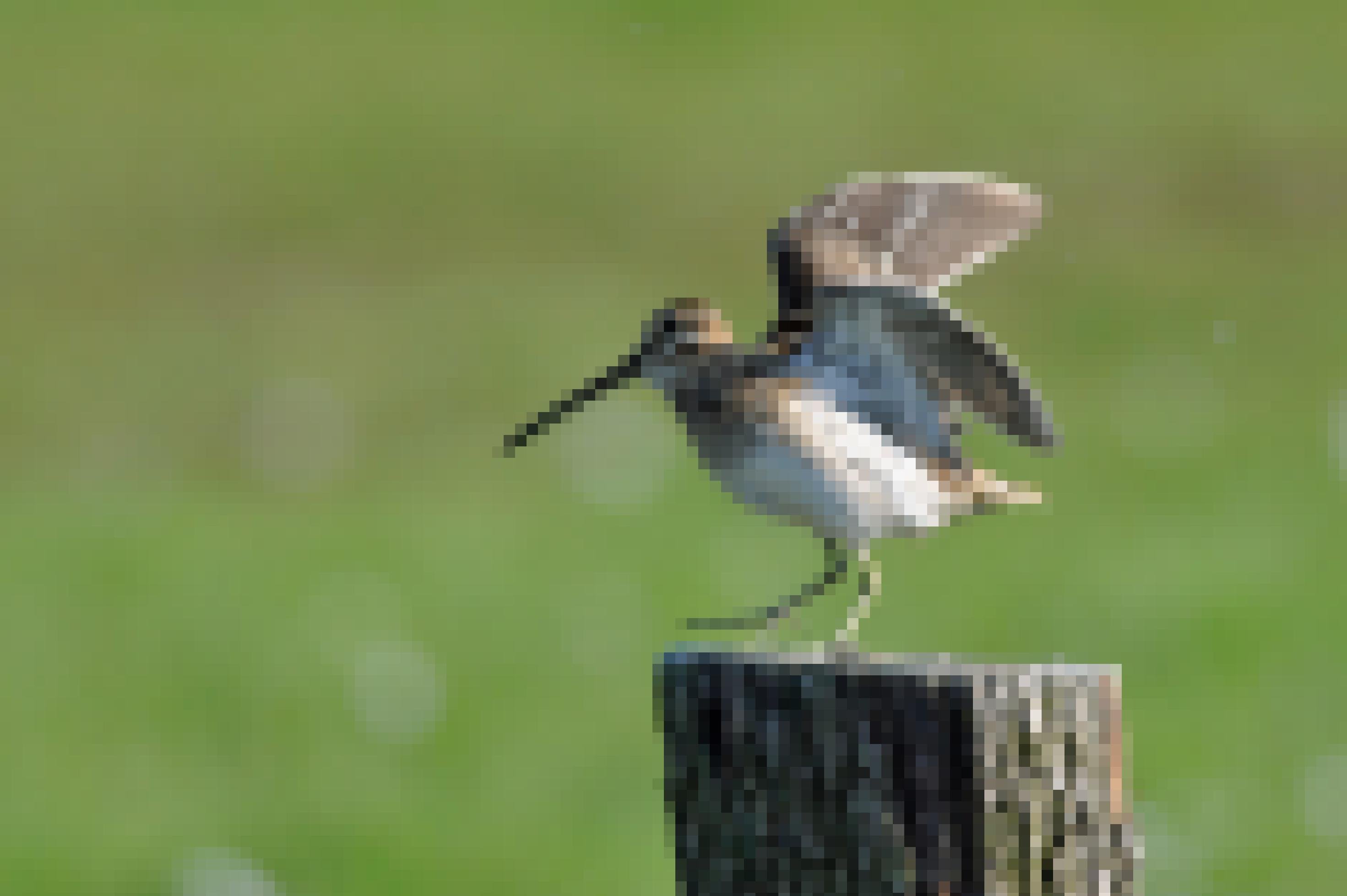 Eine Bekassine sitzt auf einem Zaunpfahl, der auf einer Wiese steht. Sie hat die Flügel ausgebreitet, um sich zum Balzflug zu erheben