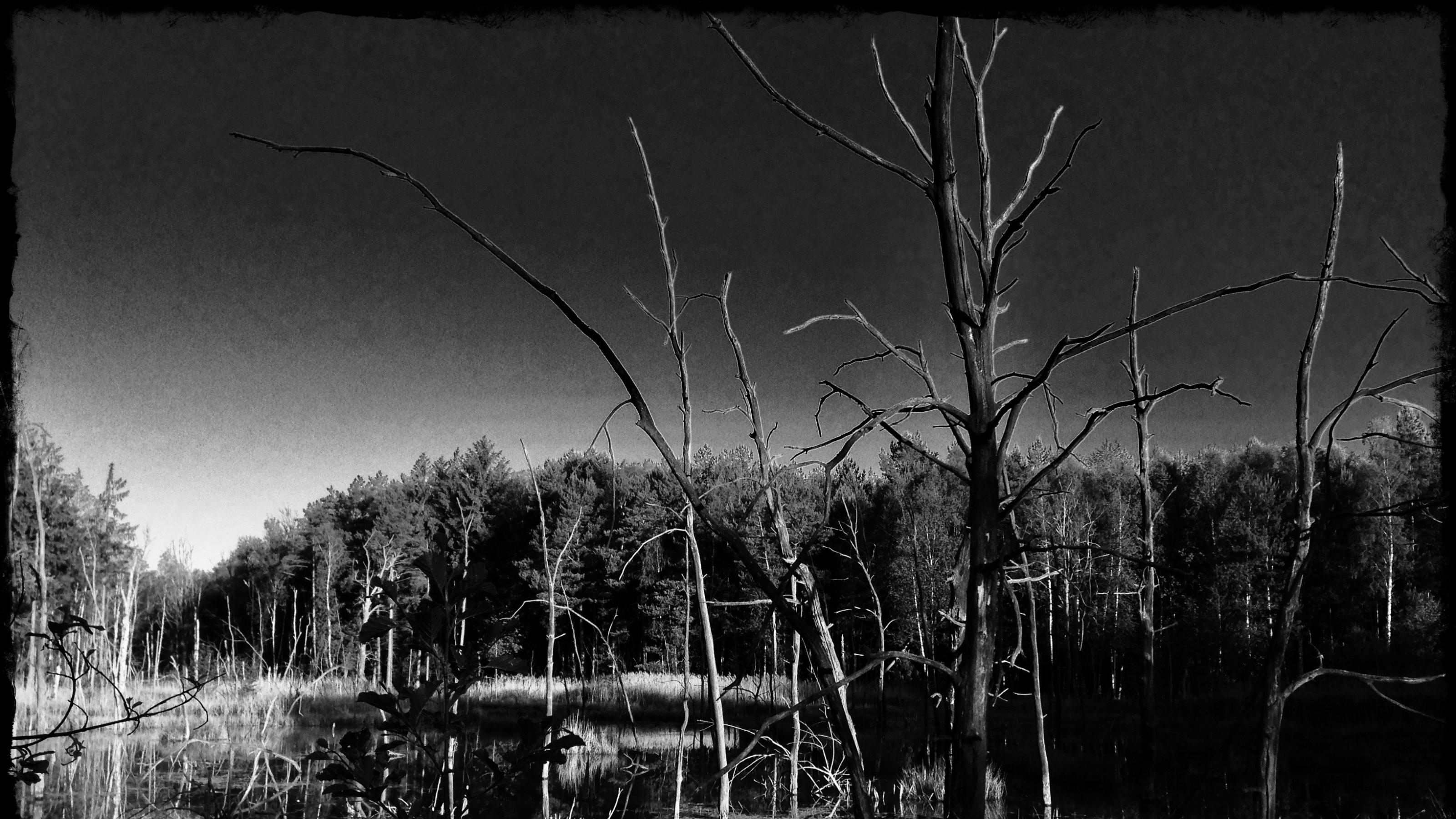 Schwarz-weißes Bild einer verlassenen See-Landschaft mit abgestorbenen Birkenstümpfen als Ergebnis des Dammbaus eines Bibers.