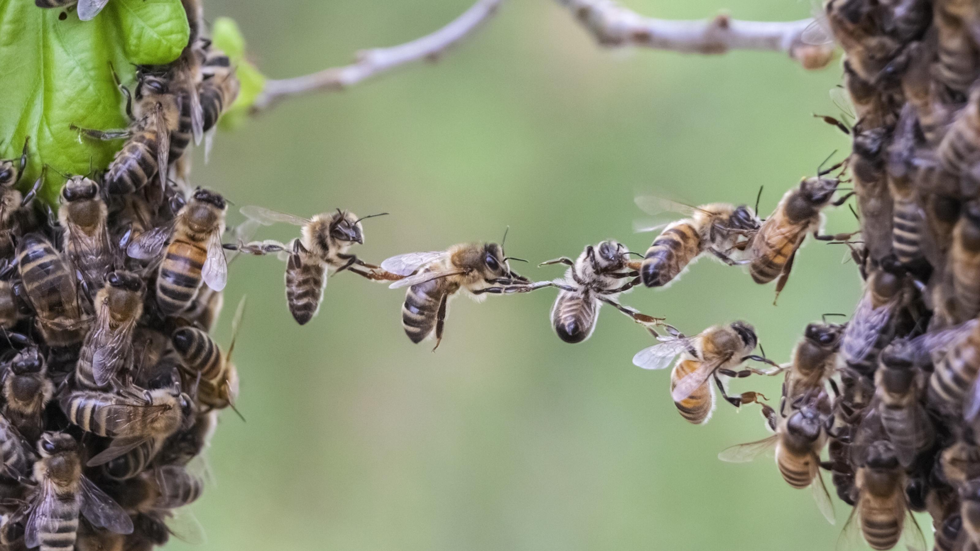 Bienen bilden mit ihren Körpern eine Brücke zwischen zwei Teilen eines Bienenschwarms. KI-Forscher wollen sich von Intelligenzleistungen lebender Organismen inspirieren lassen.