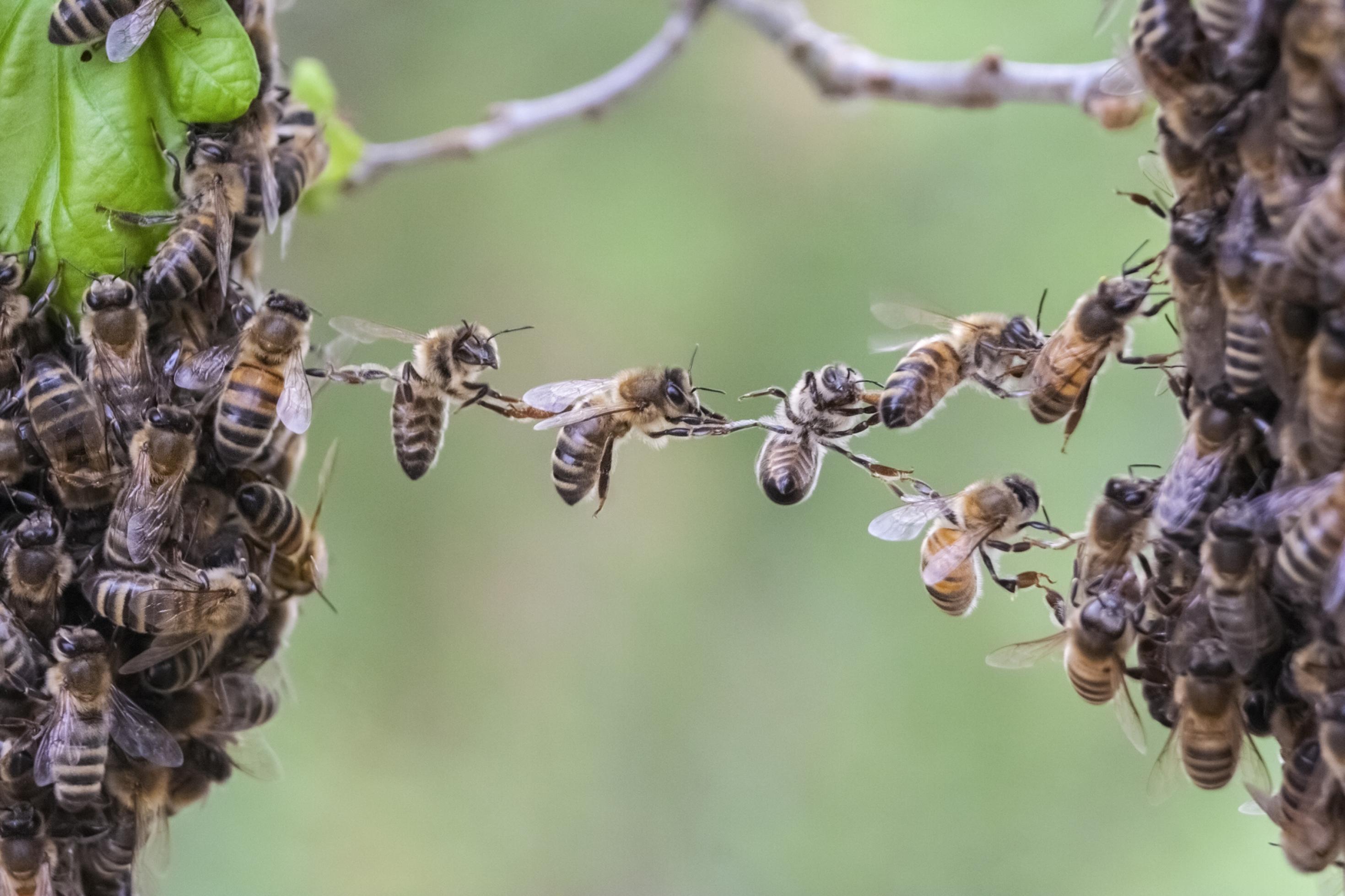 Bienen bilden mit ihren Körpern eine Brücke zwischen zwei Teilen eines Bienenschwarms. KI-Forscher wollen sich von Intelligenzleistungen lebender Organismen inspirieren lassen.