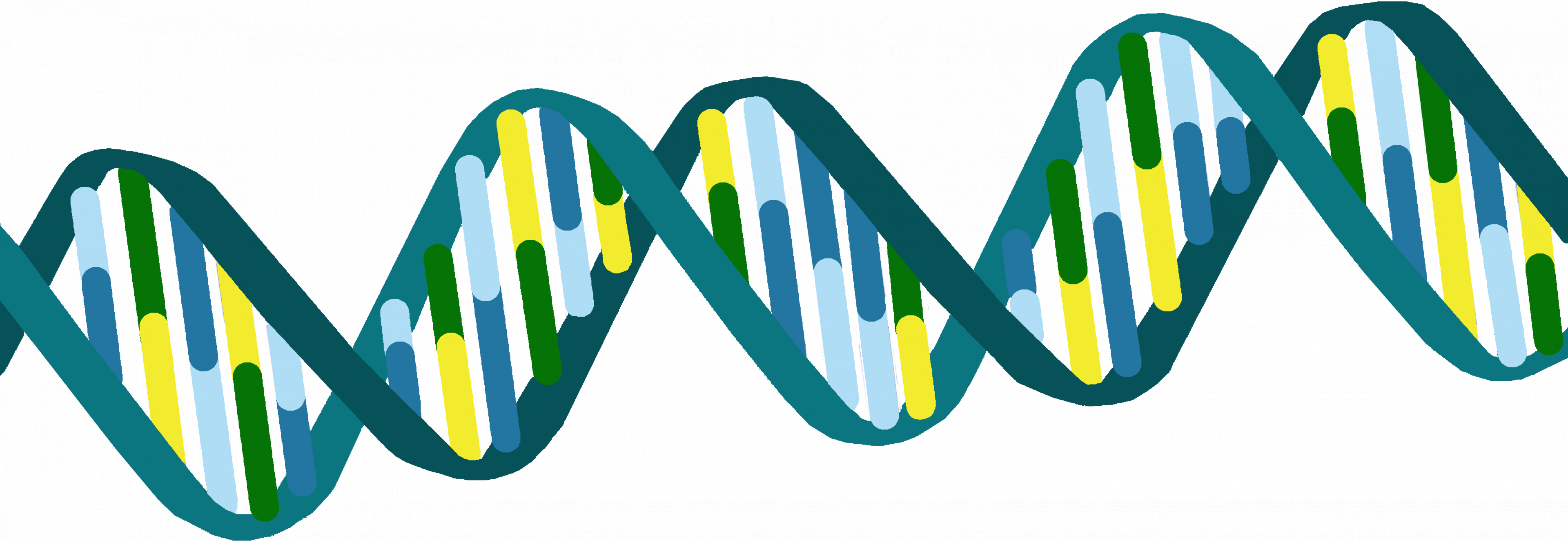 Schematische Darstellung der DNA-Doppelhelix mit Phosphatgerüst und Basen