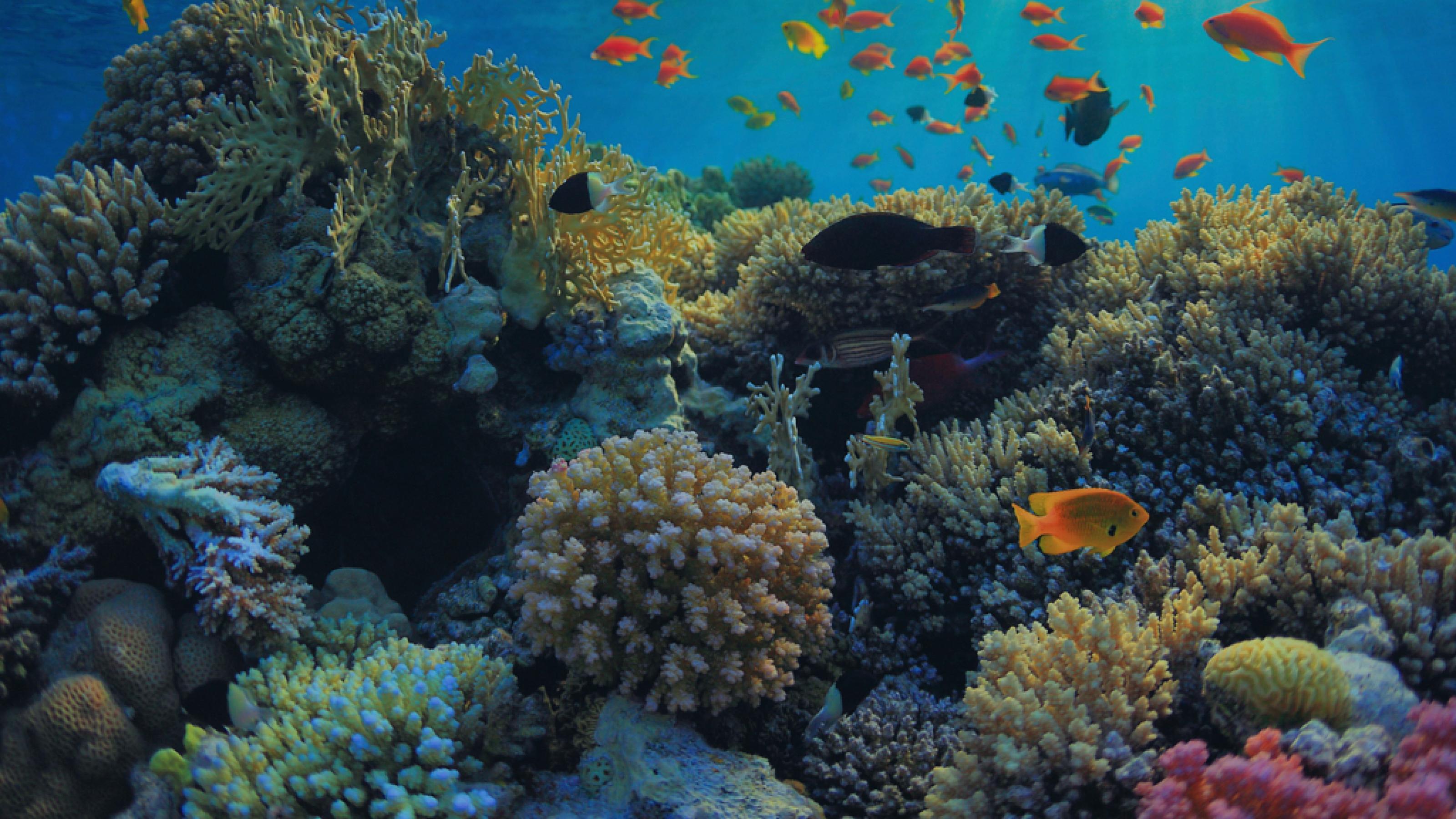 Ein Korallenriff