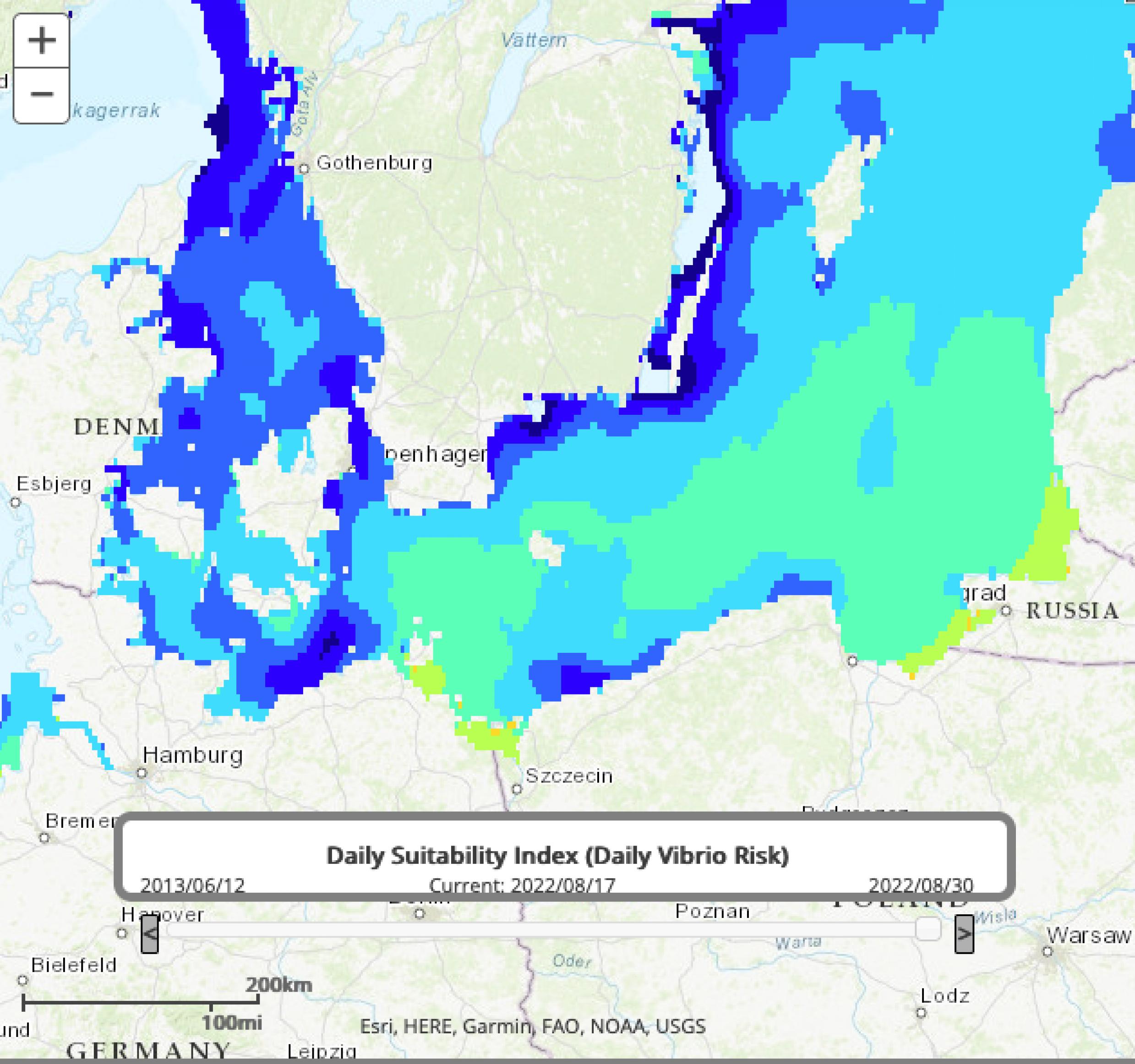 Der „Vibrio map viewer“ zeigt auf Basis modellierter Daten, wie gut die Bedingungen für das Bakterienwachstum in der Ostsee sind. am 17.8.2022, nach vielen sehr heißen Tagen, changierte das Risiko an der deutschen Küste zwischen sehr schwach (dunkelblau), hoch (grün) und sehr hoch (grün/gelb)