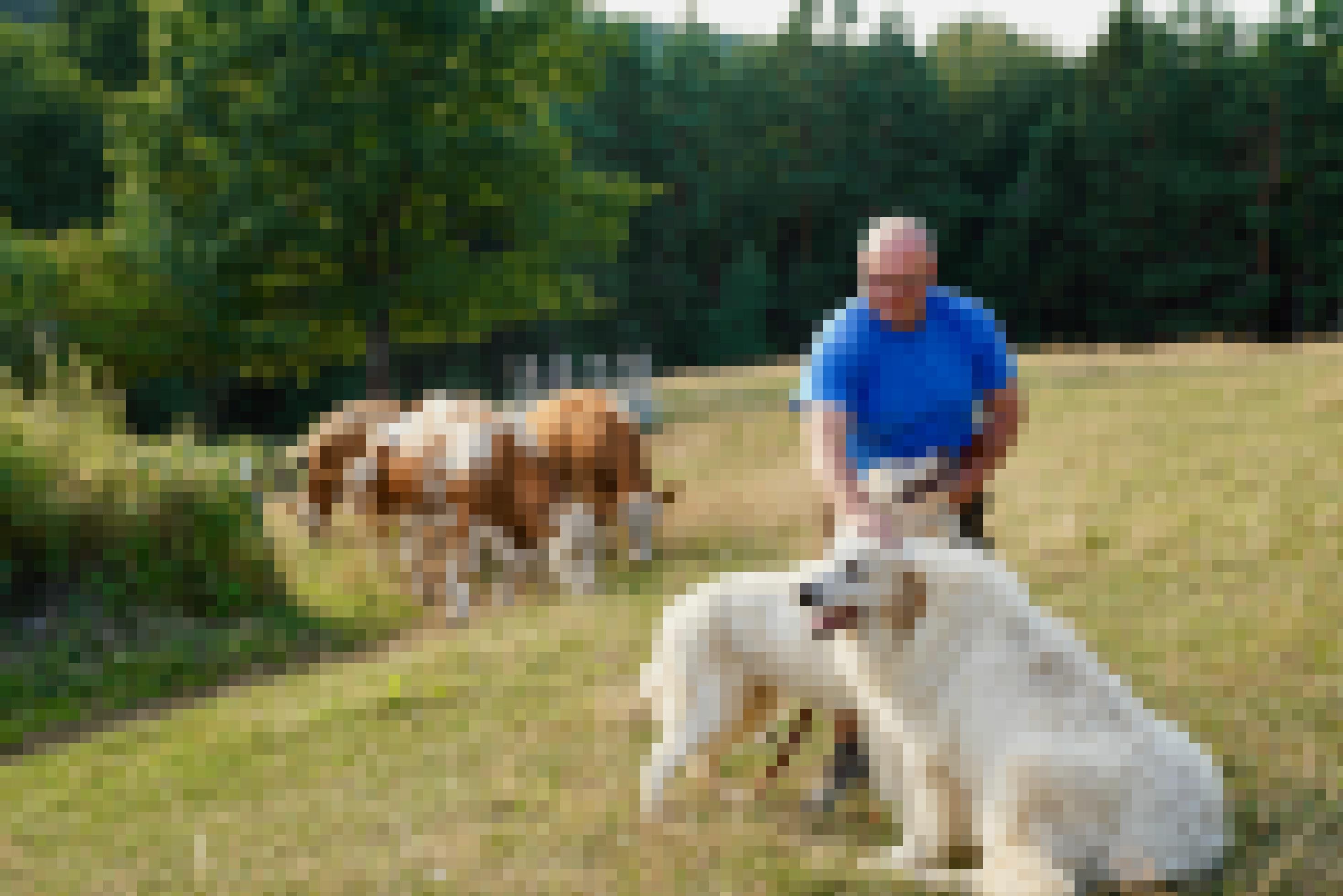 Landwirt steht auf der Weide und streichelt zwei große weiße Hunde, hinter ihm stehen Rinder