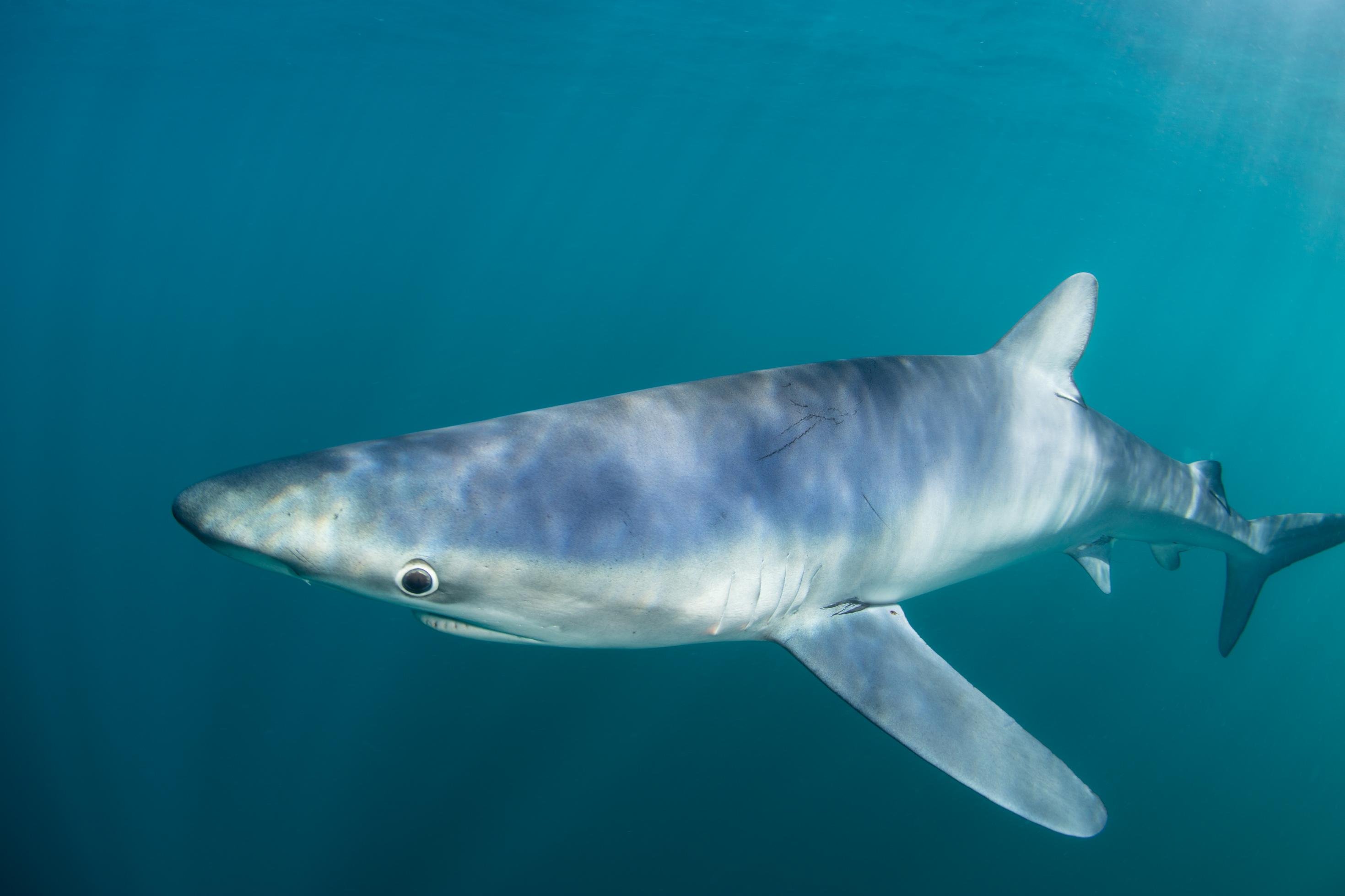 Ein Blauhai im Meer. Es ist ein einzelnes Tier mit weißem Bauch und blauem Rücken. Er hat regelrechte Kulleraugen mit weißem Rand. .